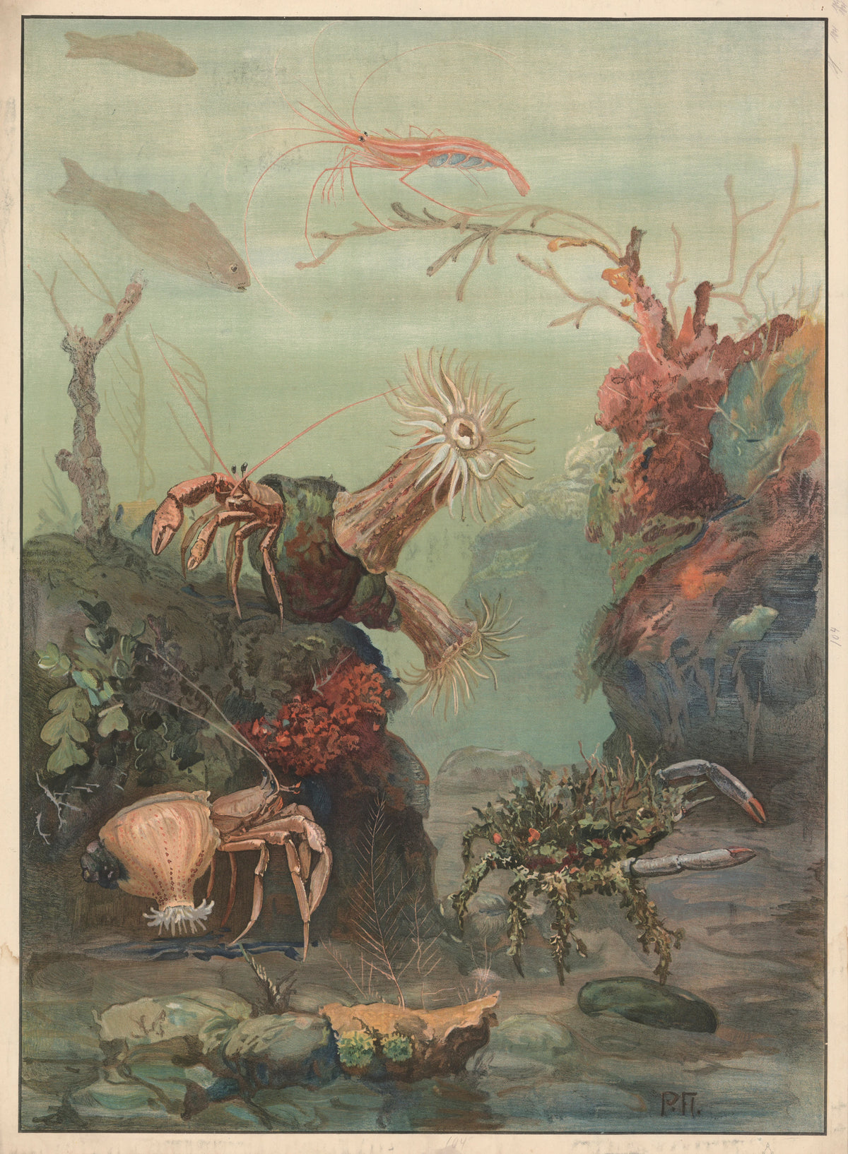 Paul Flanderky - Hermit crabs, crabs, etc (1909)