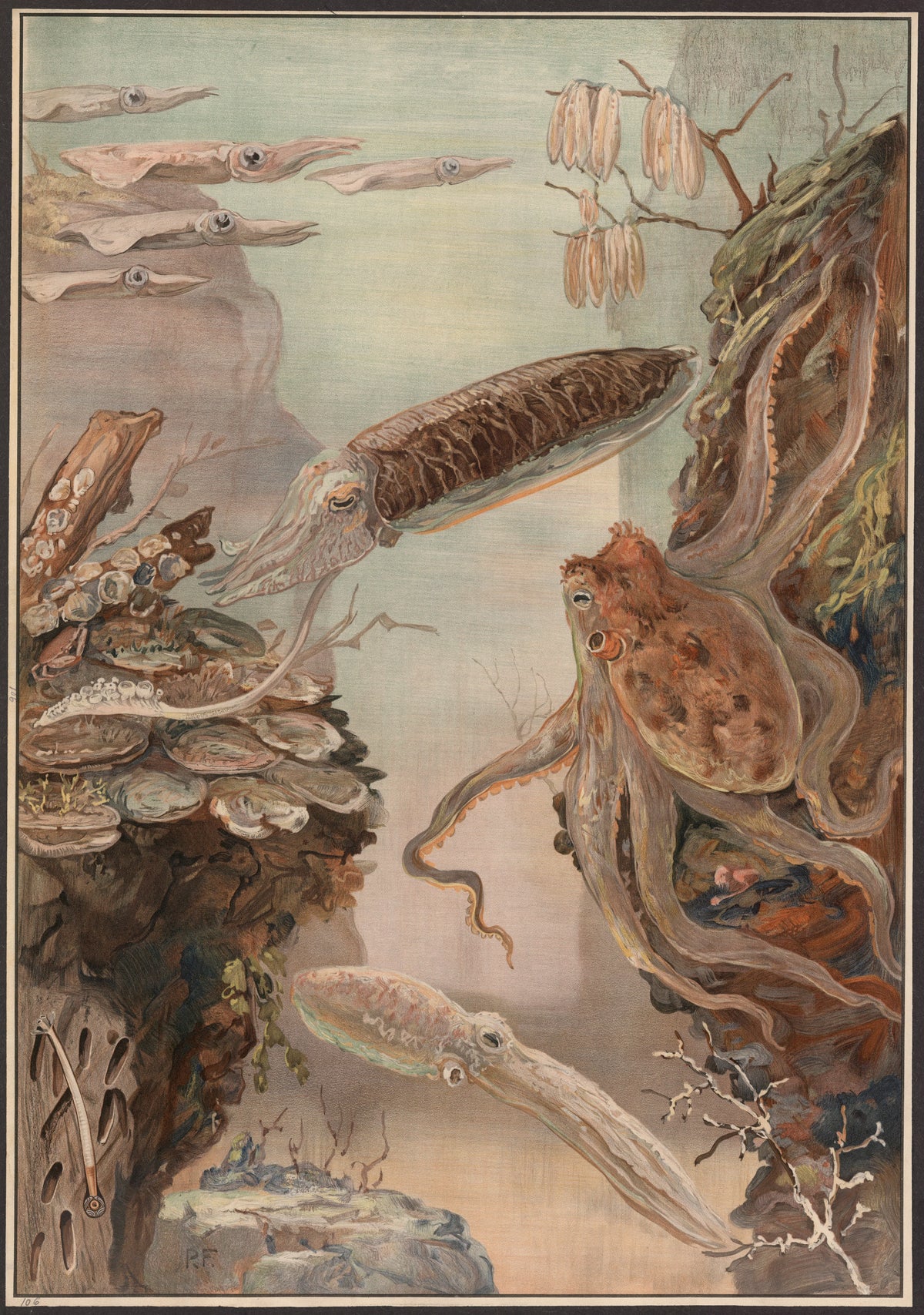 Paul Flanderky - Polyps, mussels, oysters, etc (1909)