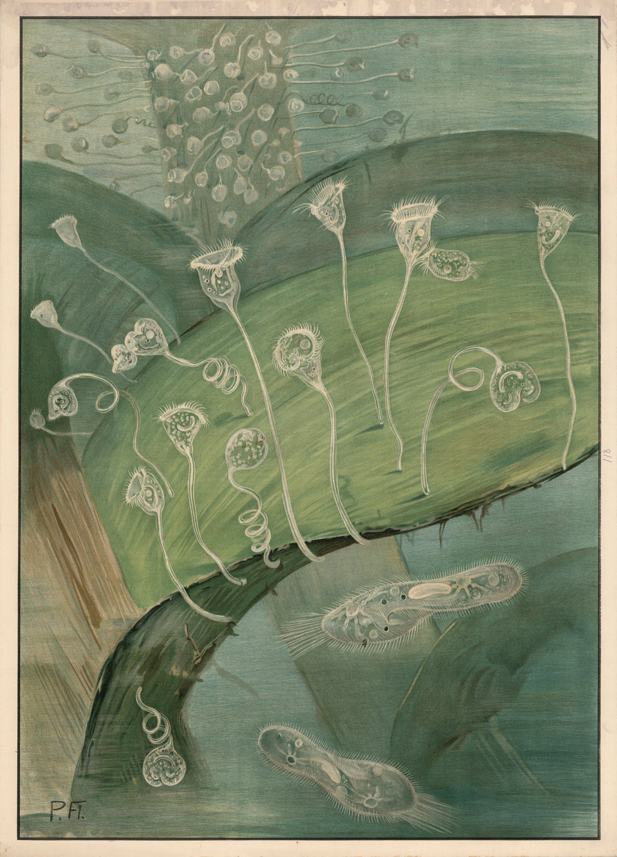 Paul Flanderky - Stentor (1912)