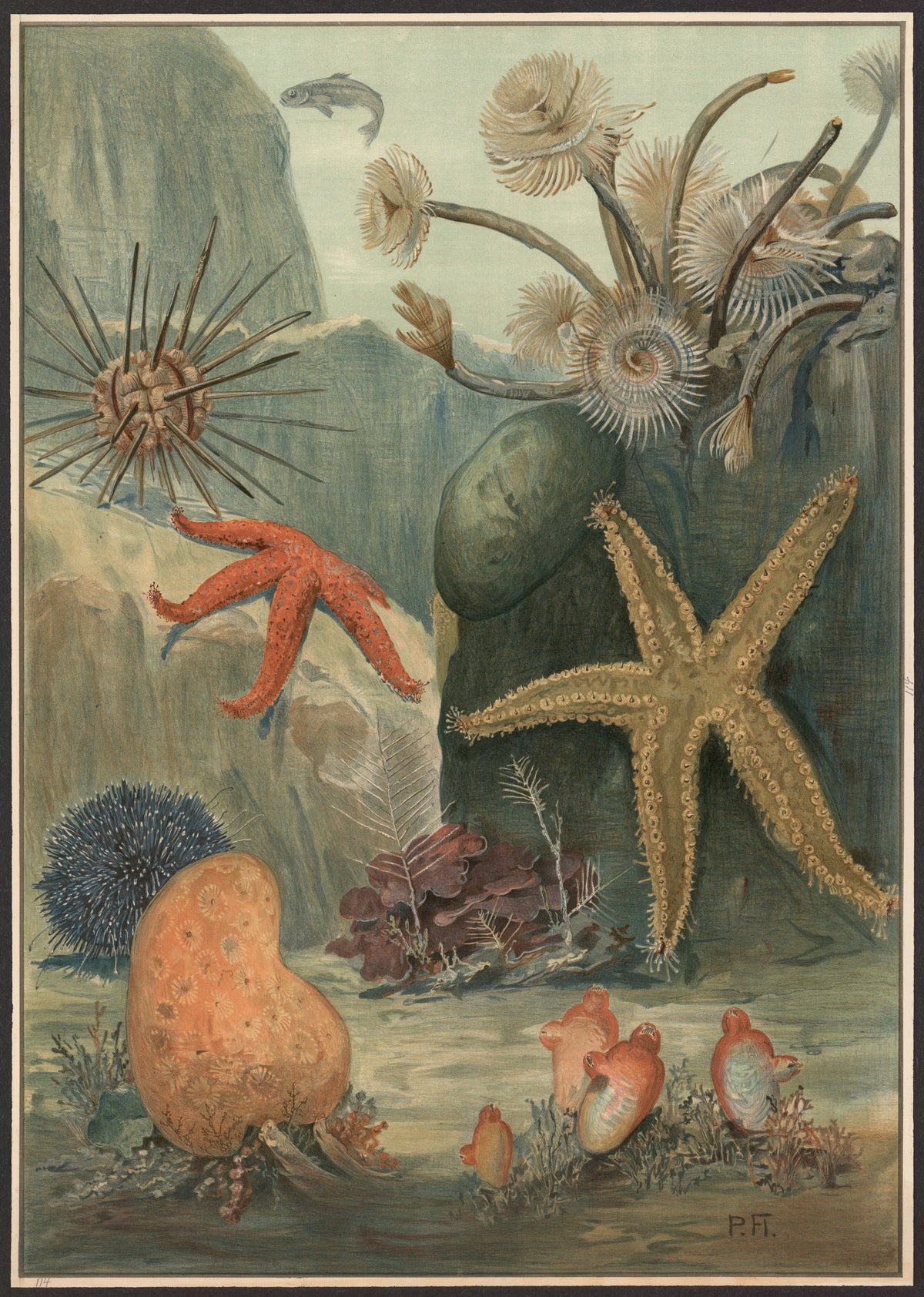 Paul Flanderky - Worms, starfish, sea urchins, etc (1900)