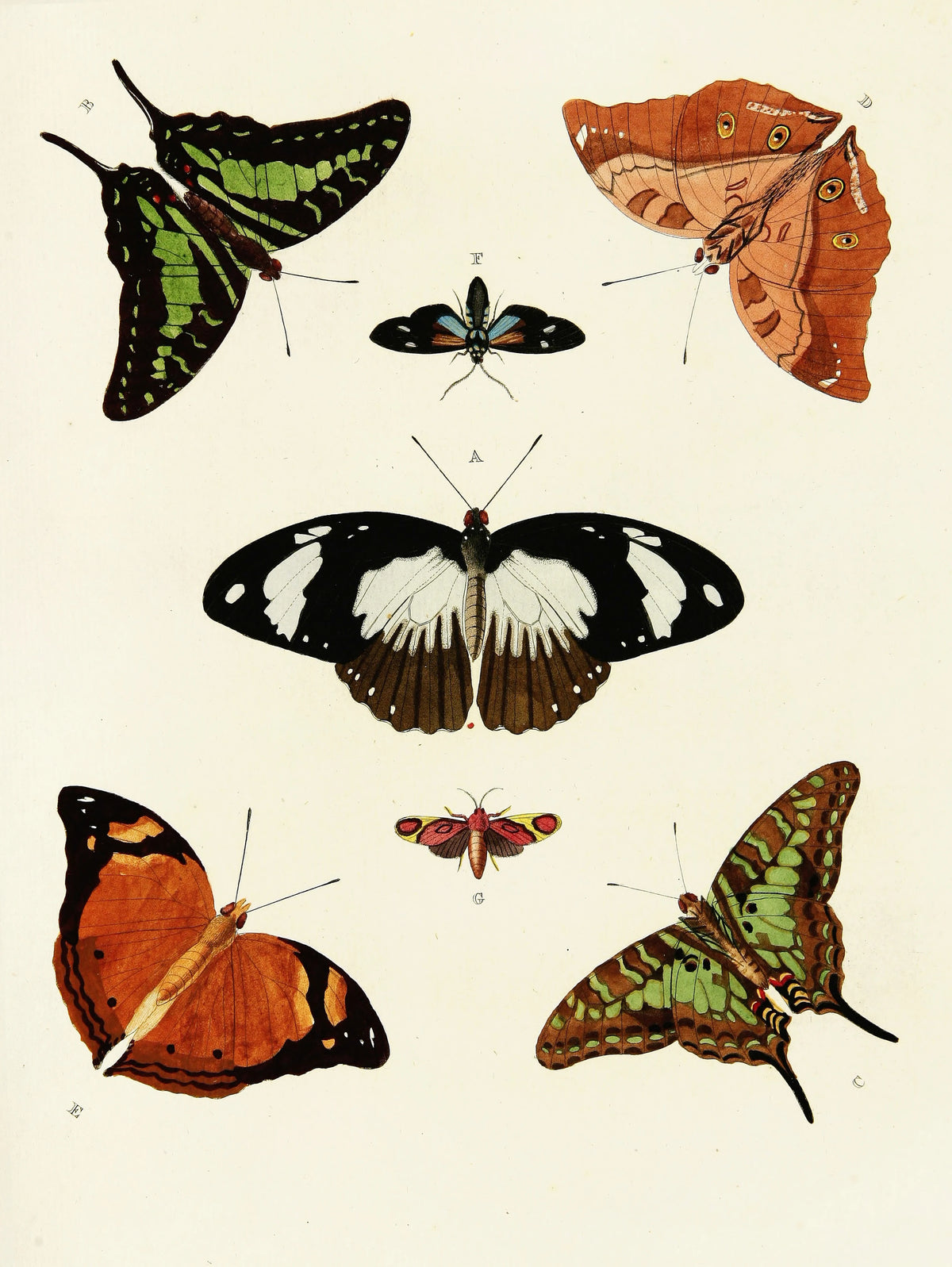 Pieter Cramer - Foreign butterflies occurring in the three continents Asia, Africa and America Pl.041 (1779-1782)