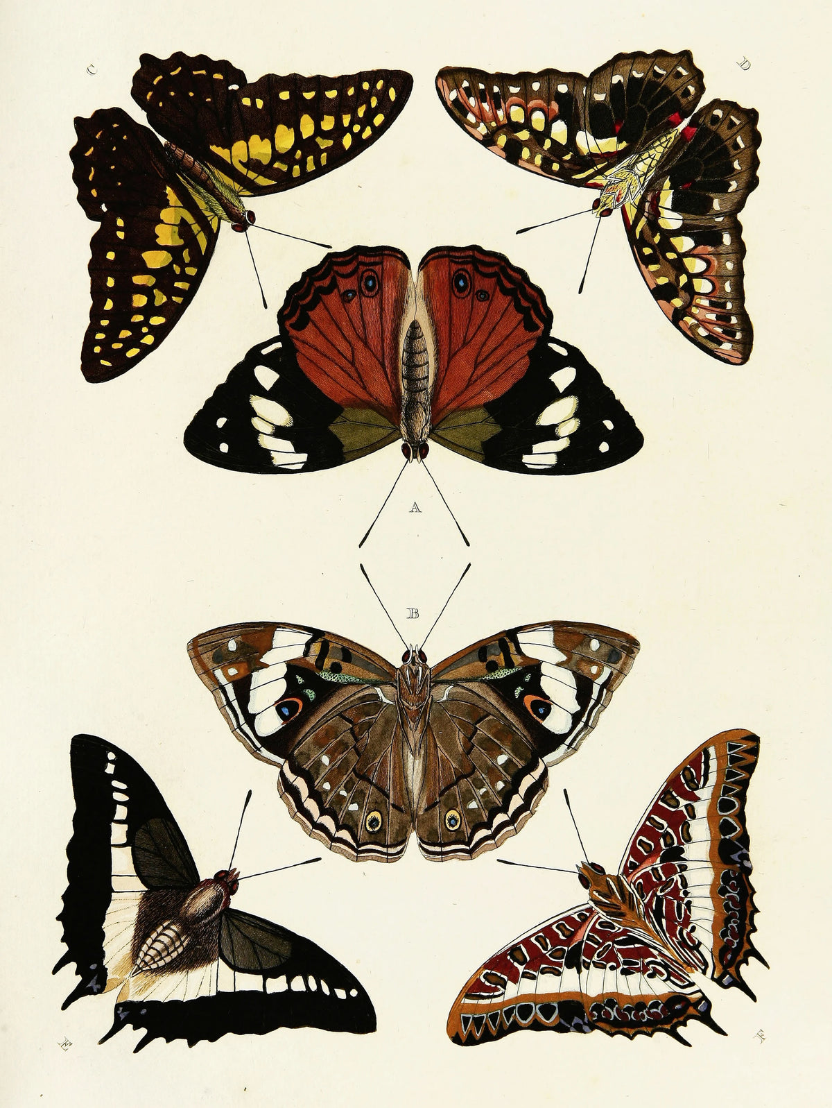 Pieter Cramer - Foreign butterflies occurring in the three continents Asia, Africa and America Pl.048 (1779-1782)