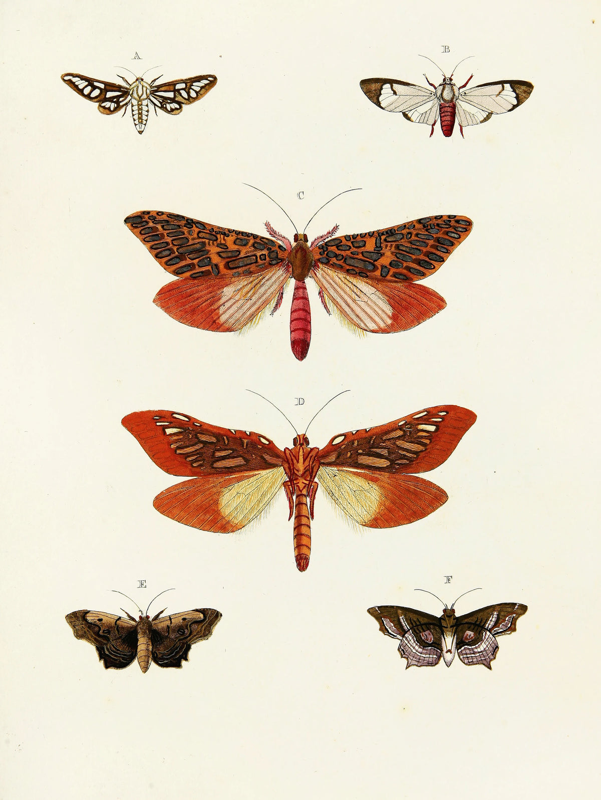 Pieter Cramer - Foreign butterflies occurring in the three continents Asia, Africa and America Pl.093 (1779-1782)