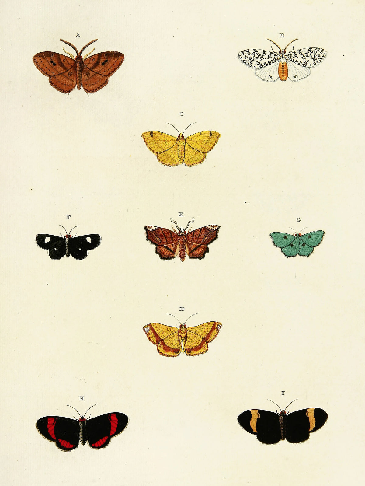 Pieter Cramer - Foreign butterflies occurring in the three continents Asia, Africa and America Pl.175 (1779-1782)