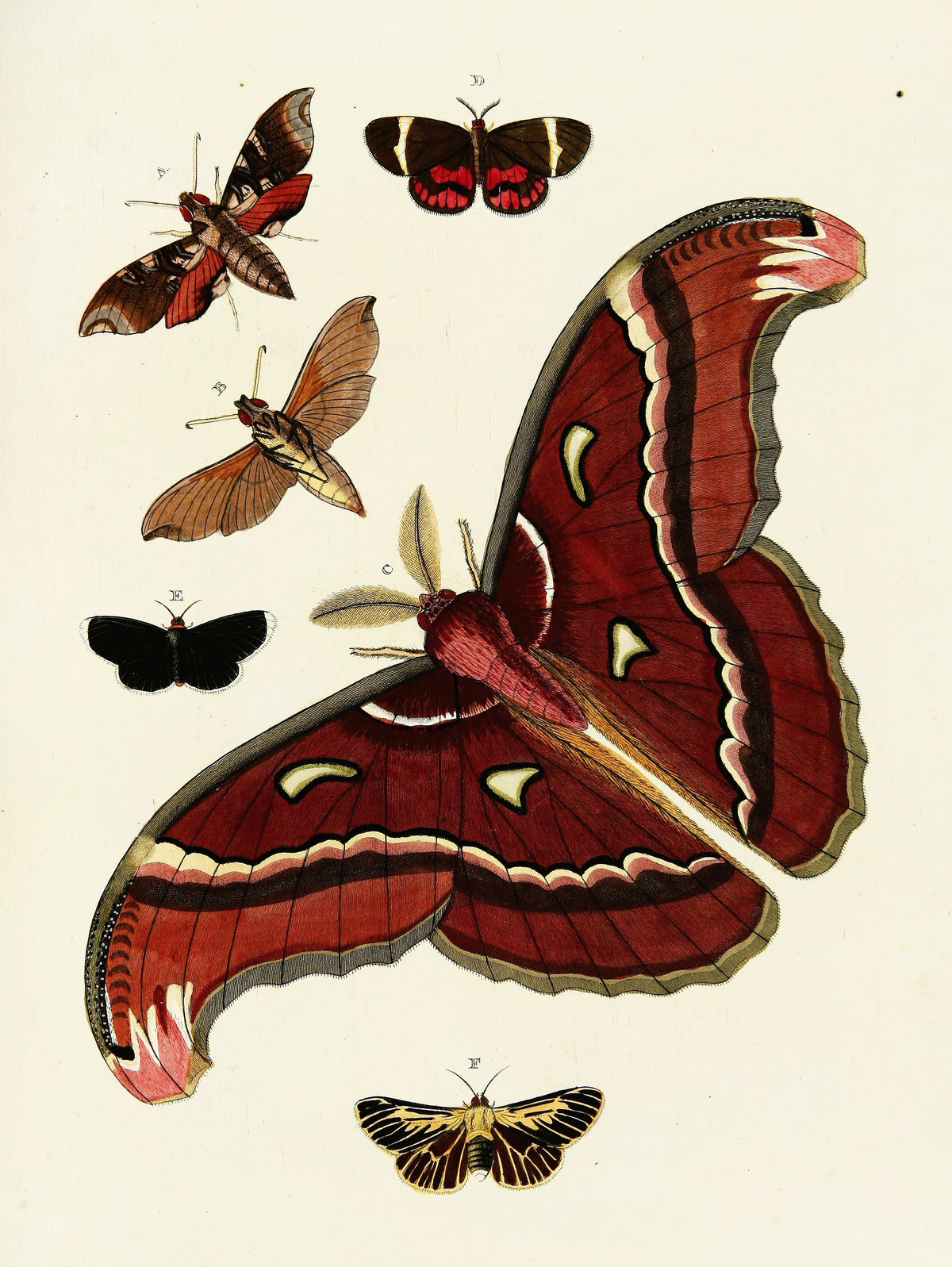 Pieter Cramer - Foreign butterflies occurring in the three continents Asia, Africa and America Pl.186 (1779-1782)