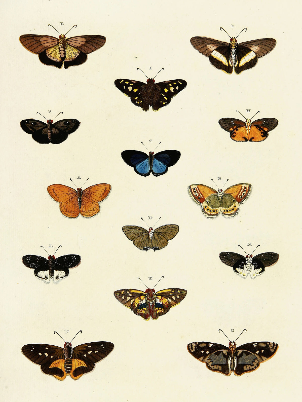 Pieter Cramer - Foreign butterflies occurring in the three continents Asia, Africa and America Pl.196 (1779-1782)