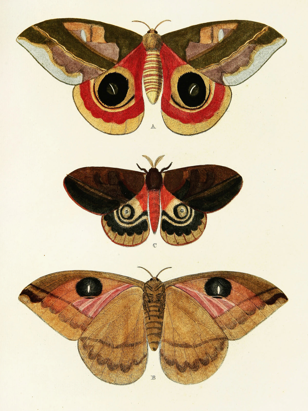 Pieter Cramer - Foreign butterflies occurring in the three continents Asia, Africa and America Pl.311 (1779-1782)
