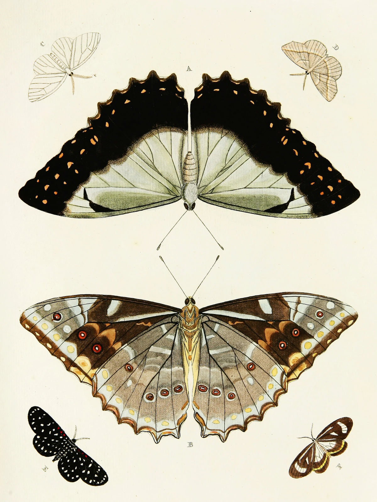 Pieter Cramer - Foreign butterflies occurring in the three continents Asia, Africa and America Pl.318 (1779-1782)