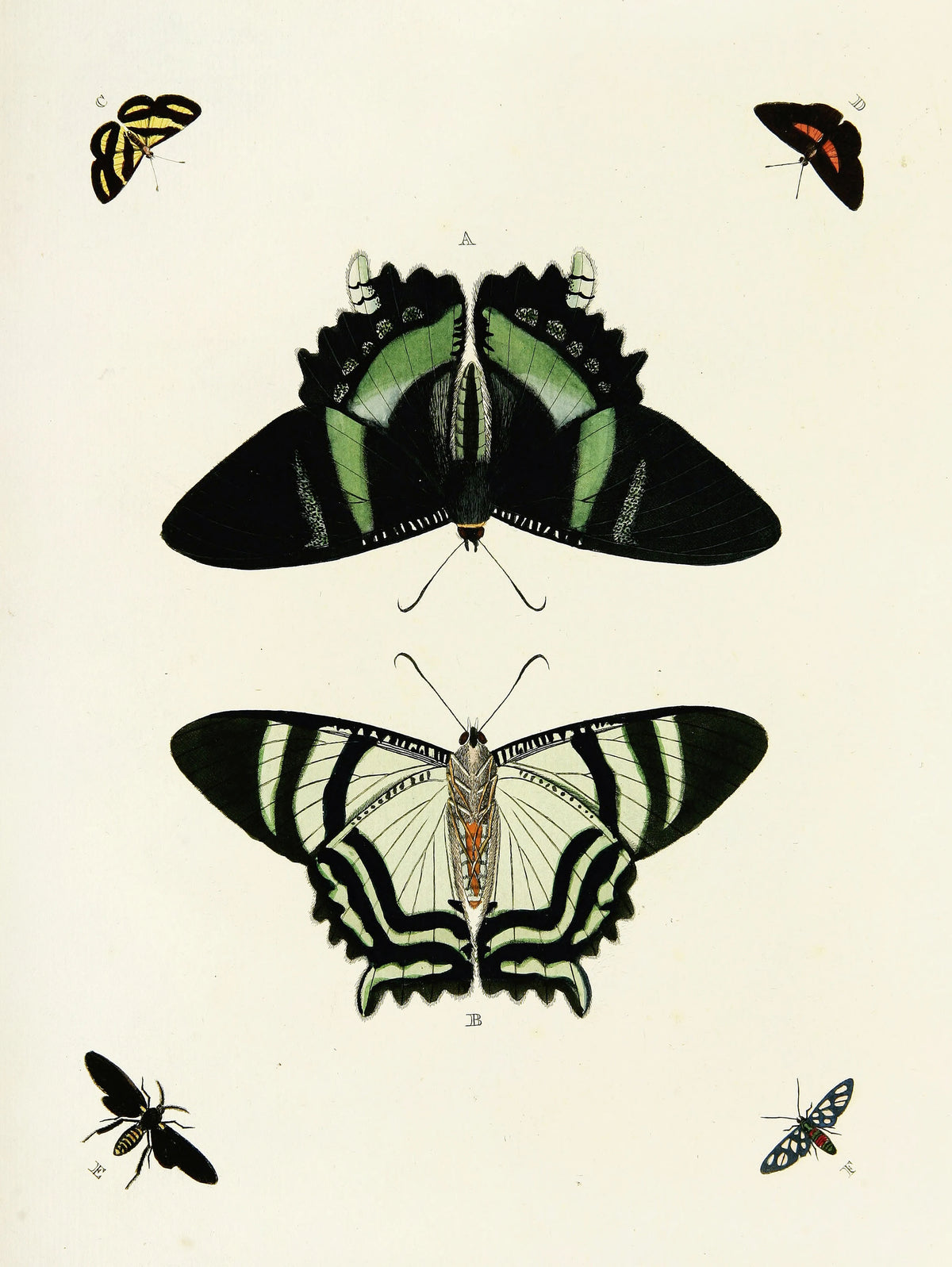 Pieter Cramer - Foreign butterflies occurring in the three continents Asia, Africa and America Pl.330 (1779-1782)
