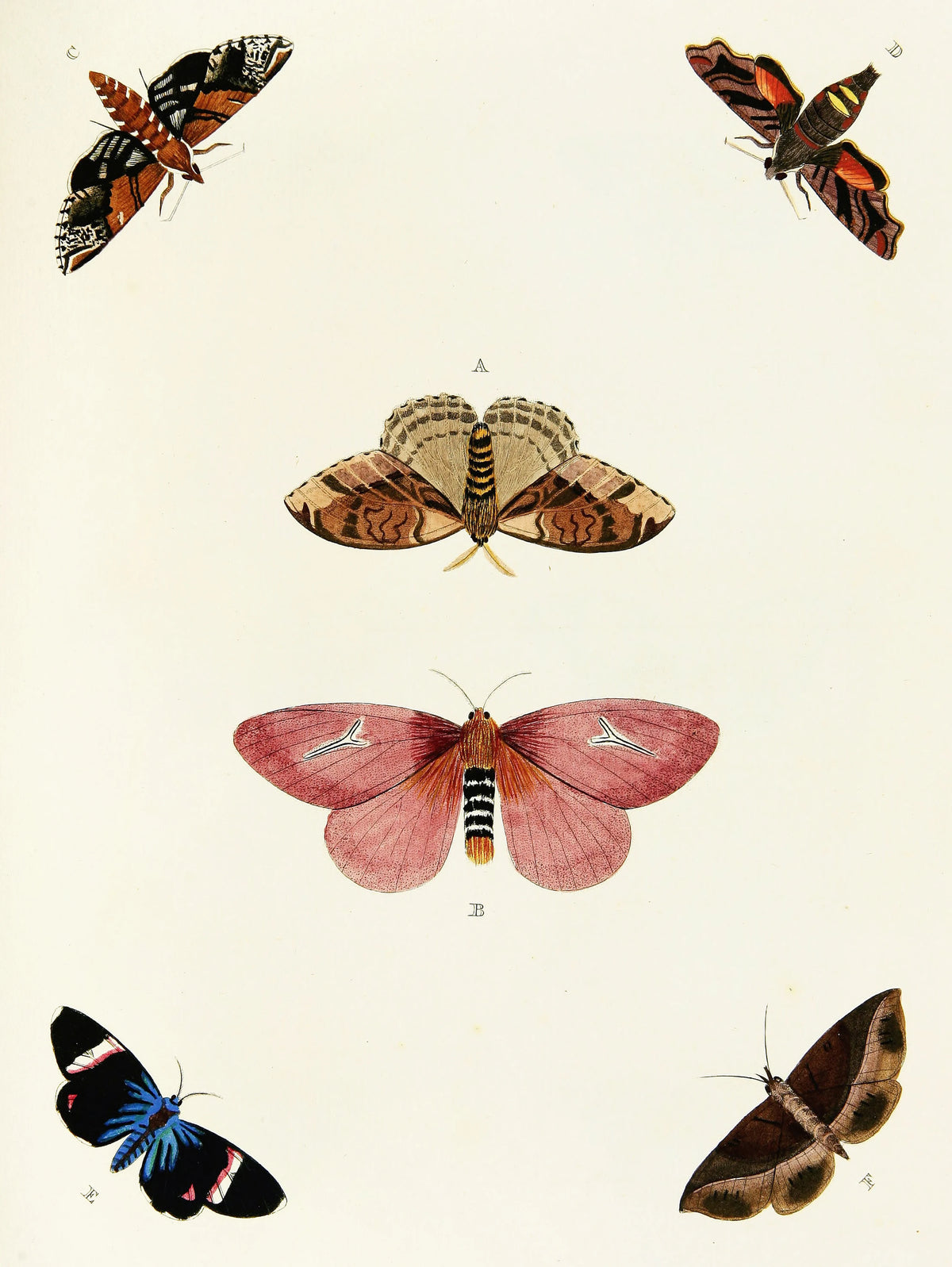 Pieter Cramer - Foreign butterflies occurring in the three continents Asia, Africa and America Pl.354 (1779-1782)