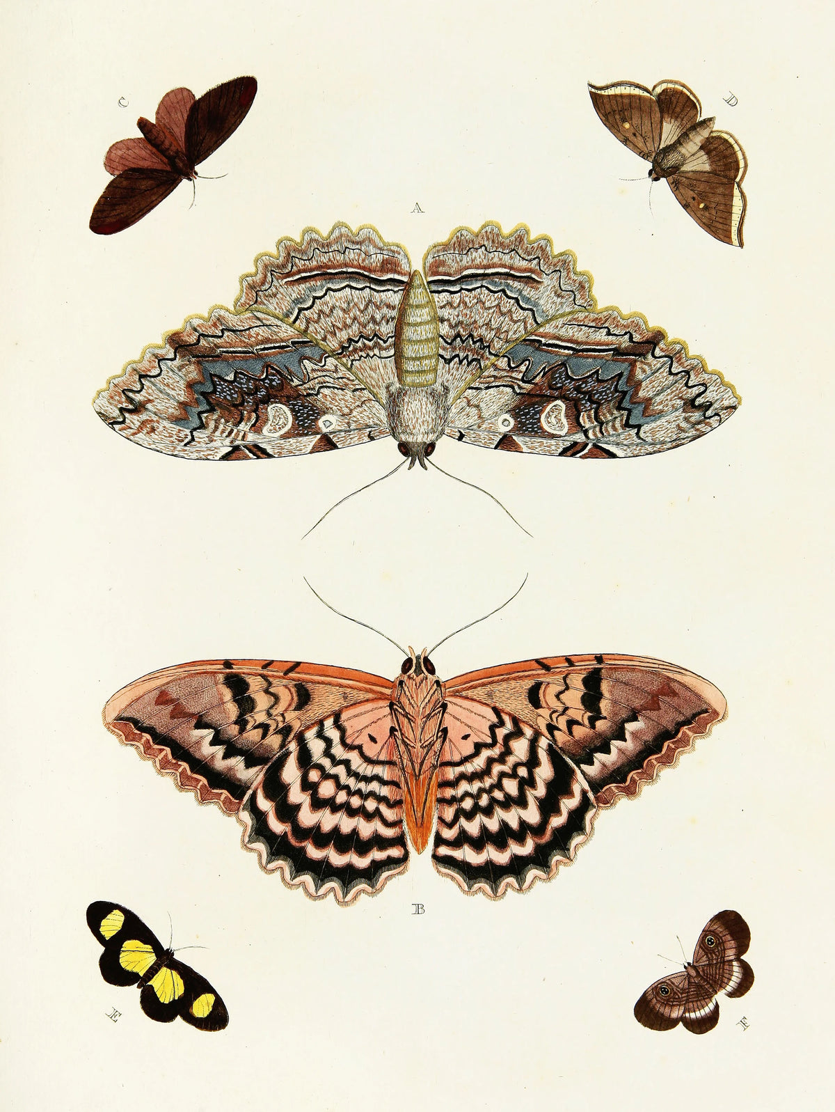 Pieter Cramer - Foreign butterflies occurring in the three continents Asia, Africa and America Pl.362 (1779-1782)