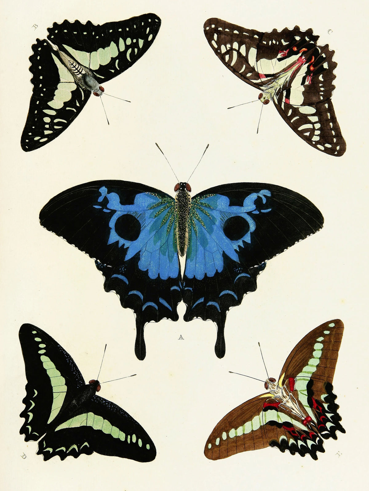 Pieter Cramer - Foreign butterflies occurring in the three continents Asia, Africa and America Pl.369 (1779-1782)