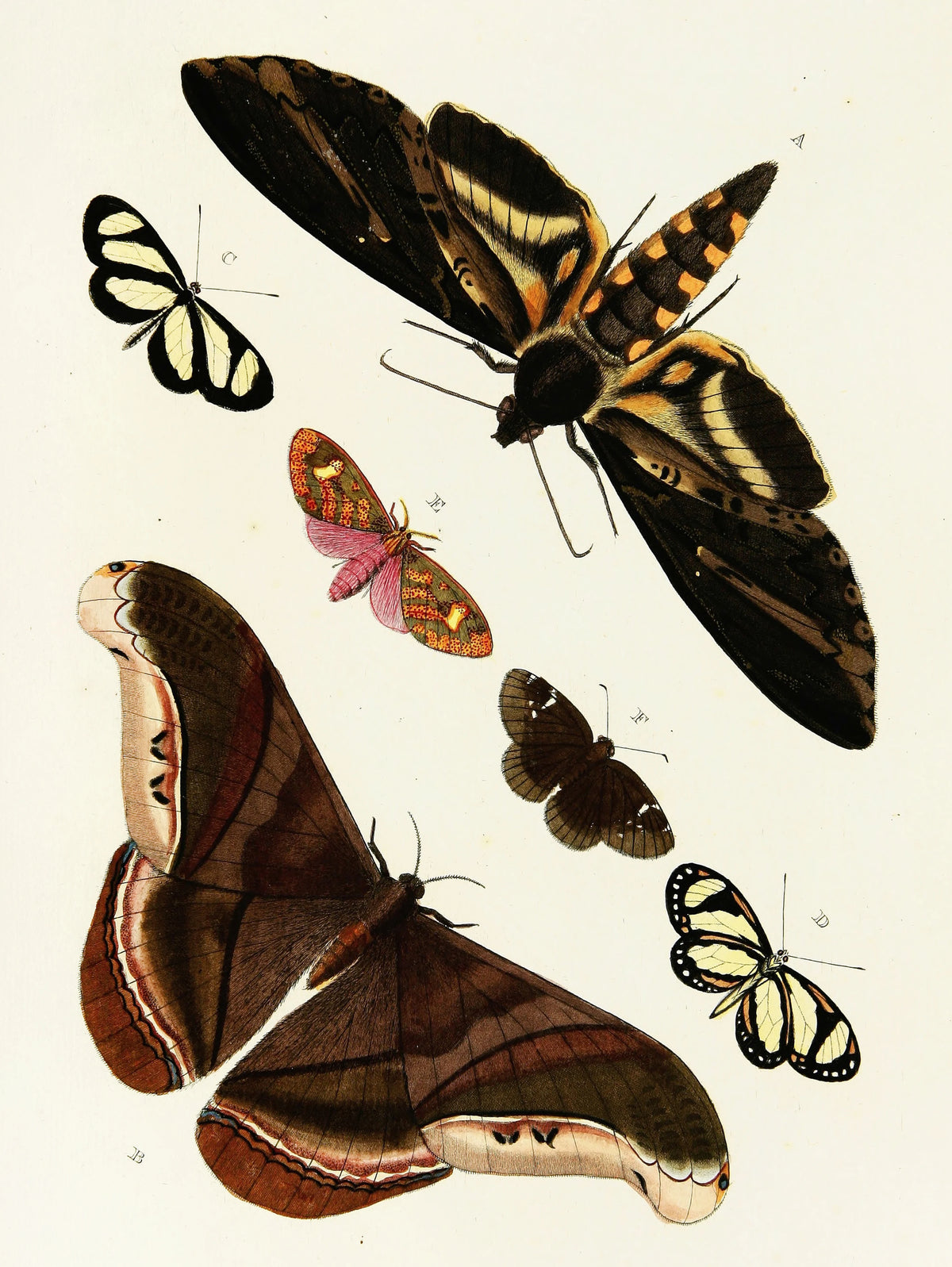 Pieter Cramer - Foreign butterflies occurring in the three continents Asia, Africa and America Pl.373 (1779-1782)