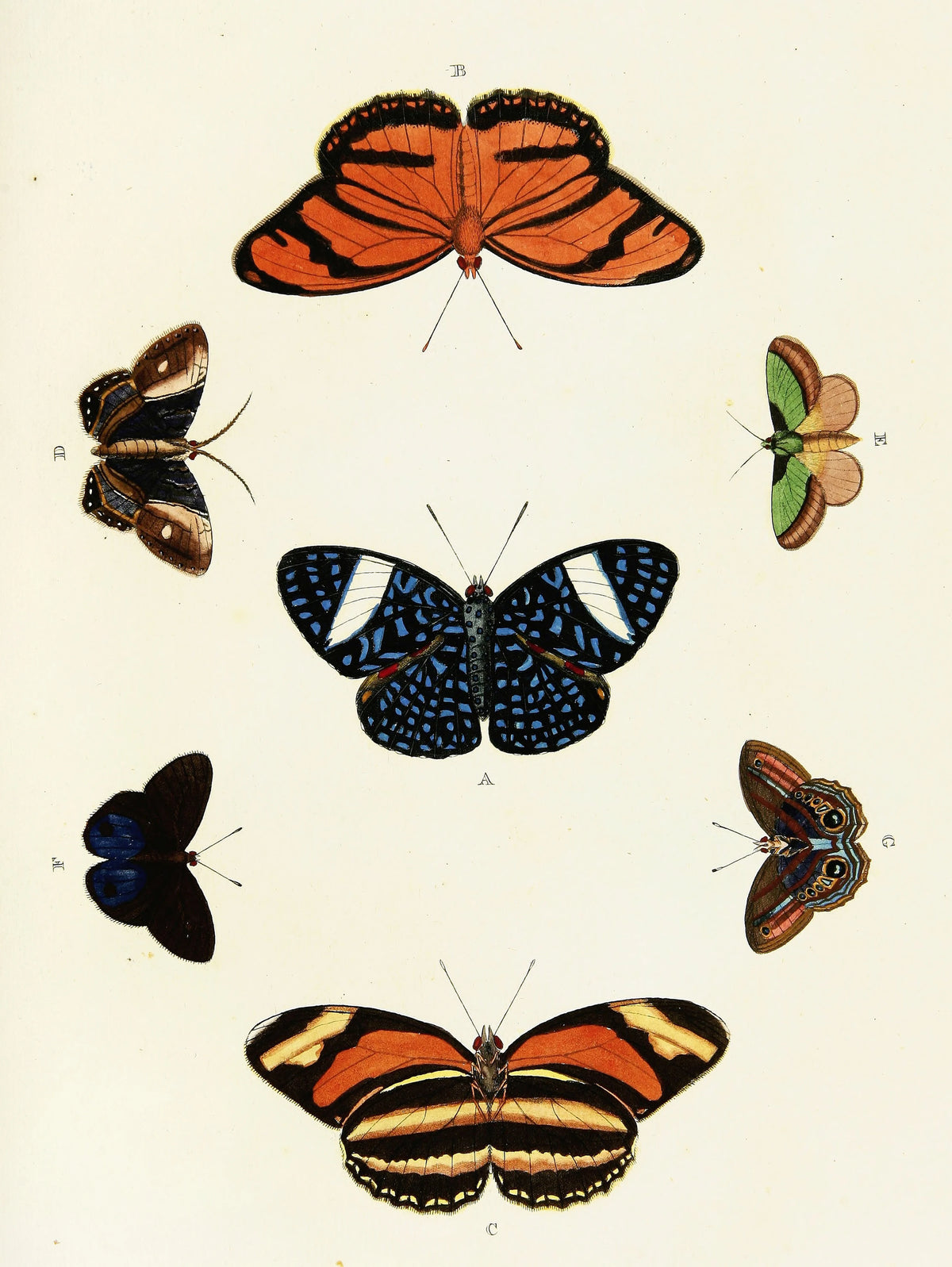 Pieter Cramer - Foreign butterflies occurring in the three continents Asia, Africa and America Pl.377 (1779-1782)