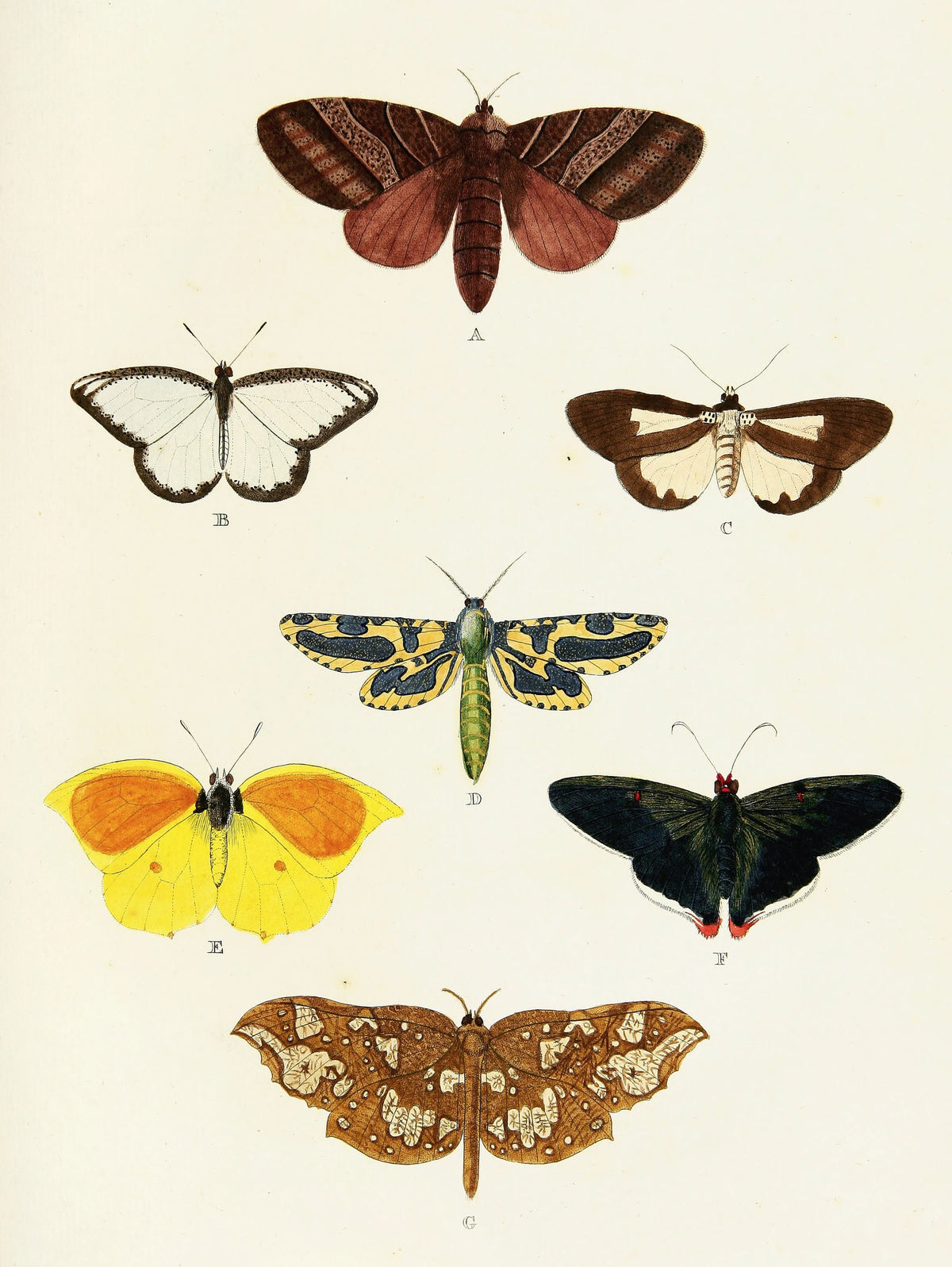 Pieter Cramer - Foreign butterflies occurring in the three continents Asia, Africa and America Pl.378 (1779-1782)