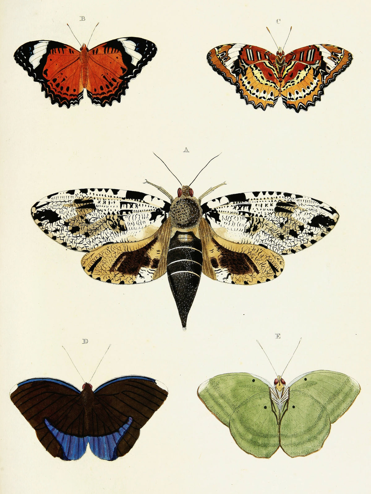 Pieter Cramer - Foreign butterflies occurring in the three continents Asia, Africa and America Pl.392 (1779-1782)