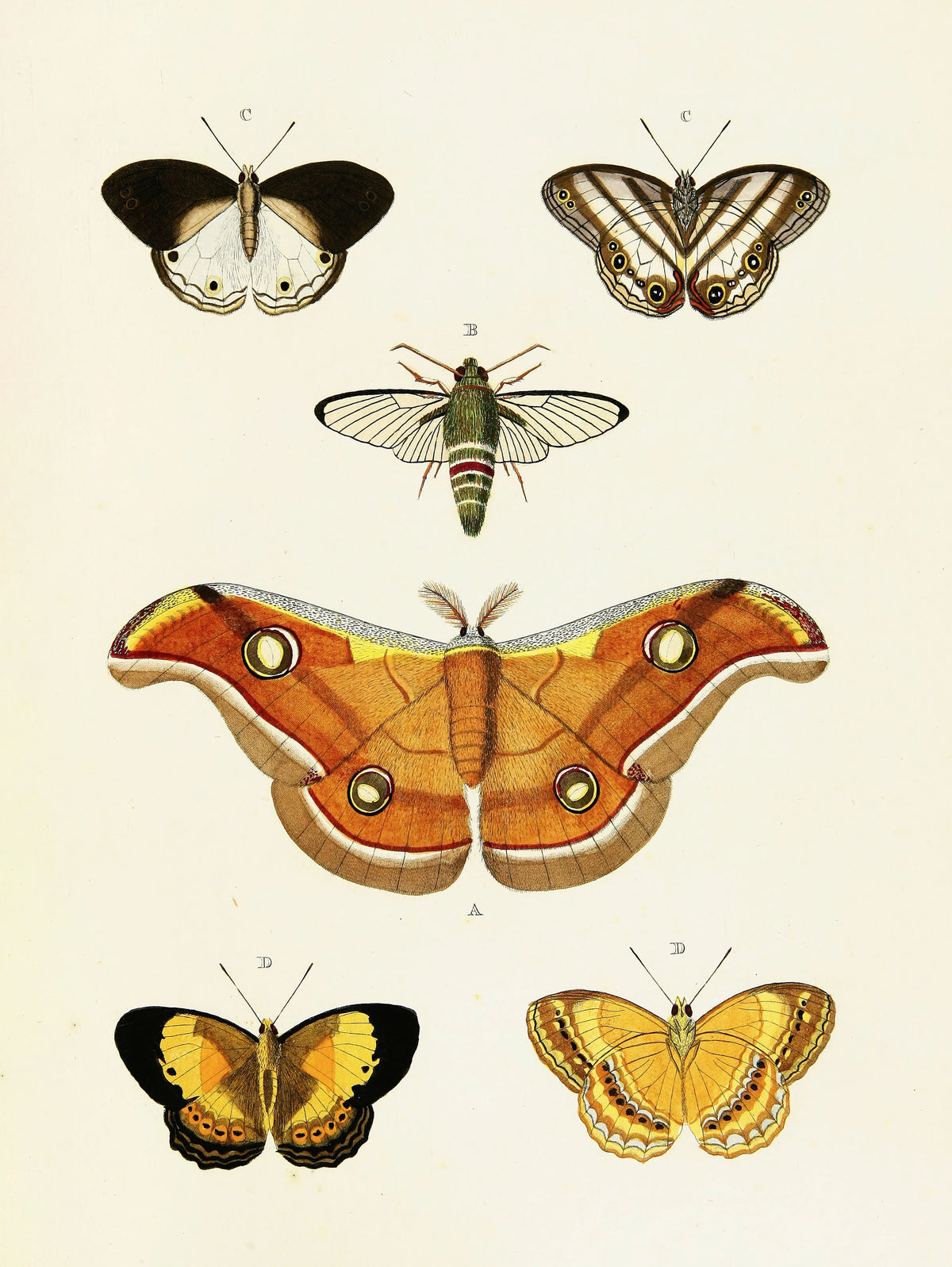 Pieter Cramer - Foreign butterflies occurring in the three continents Asia, Africa and America Pl.395 (1779-1782)