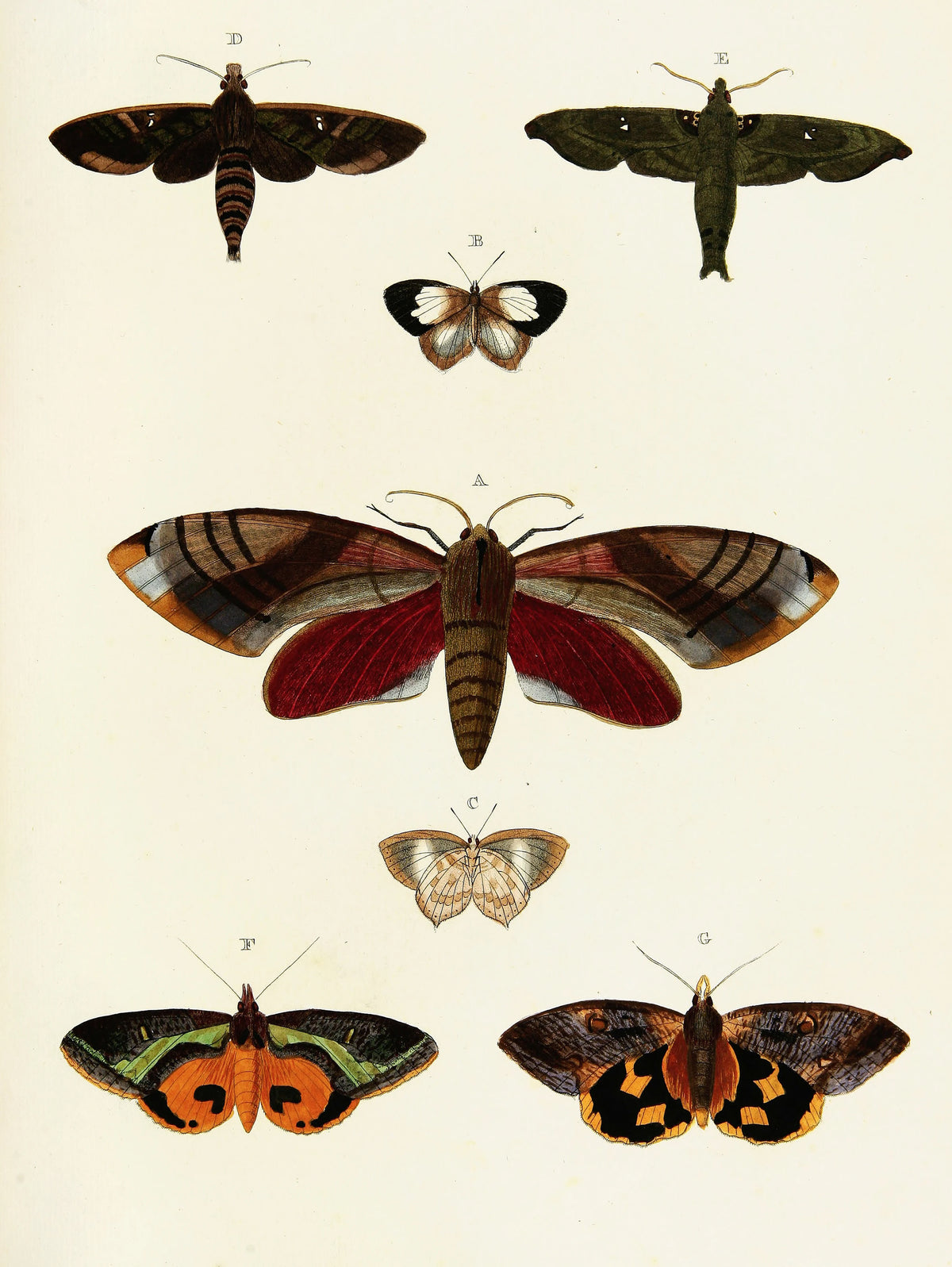 Pieter Cramer - Foreign butterflies occurring in the three continents Asia, Africa and America Pl.396 (1779-1782)
