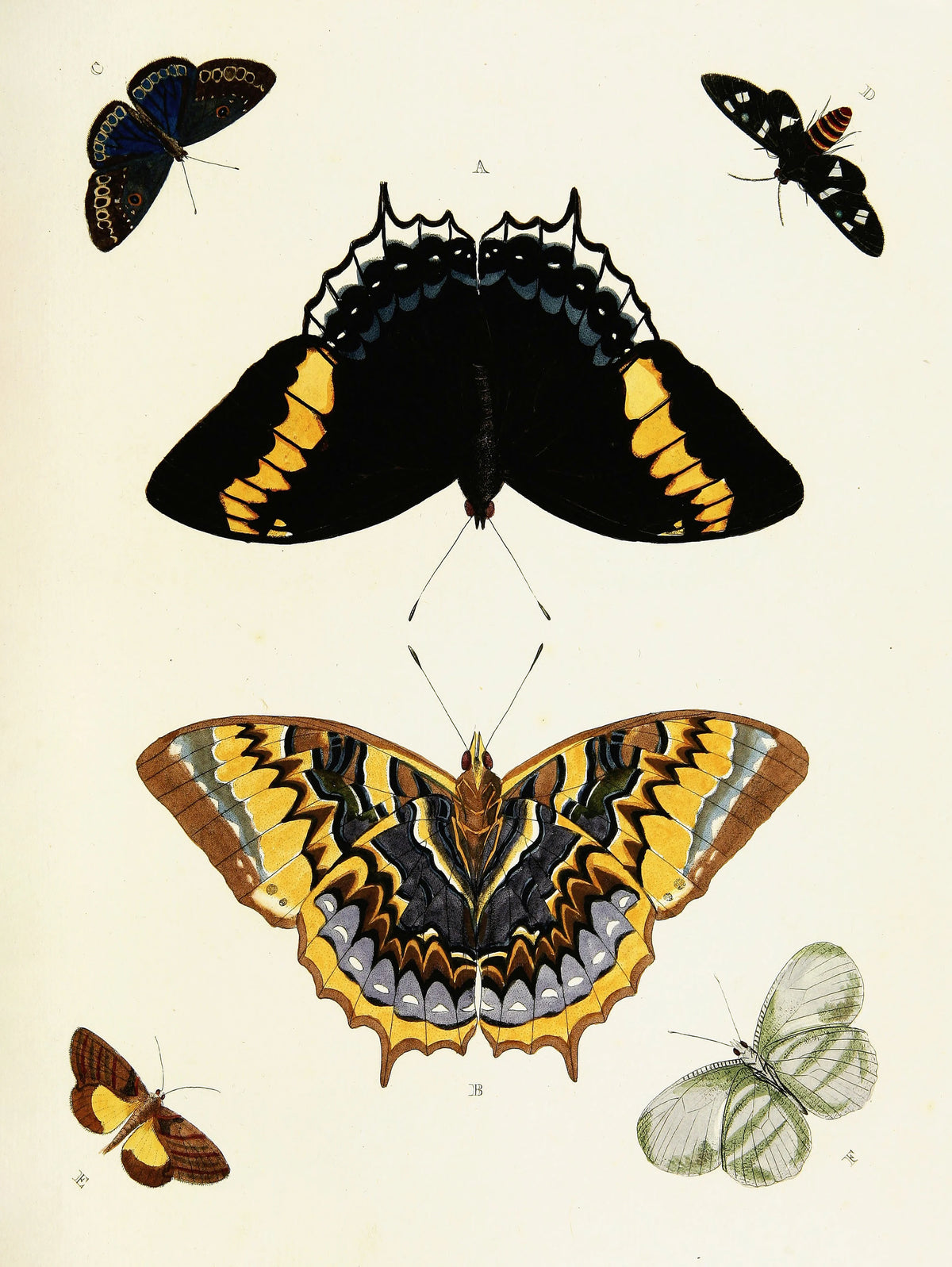 Pieter Cramer - Foreign butterflies occurring in the three continents Asia, Africa and America Pl.397 (1779-1782)