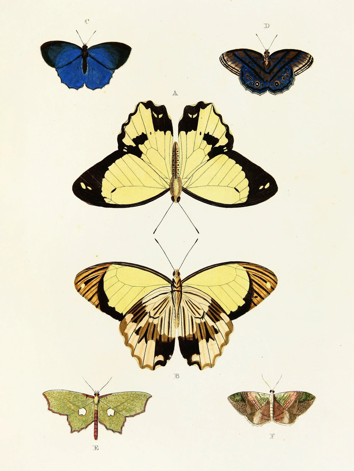 Pieter Cramer - Foreign butterflies occurring in the three continents Asia, Africa and America Pl.398 (1779-1782)