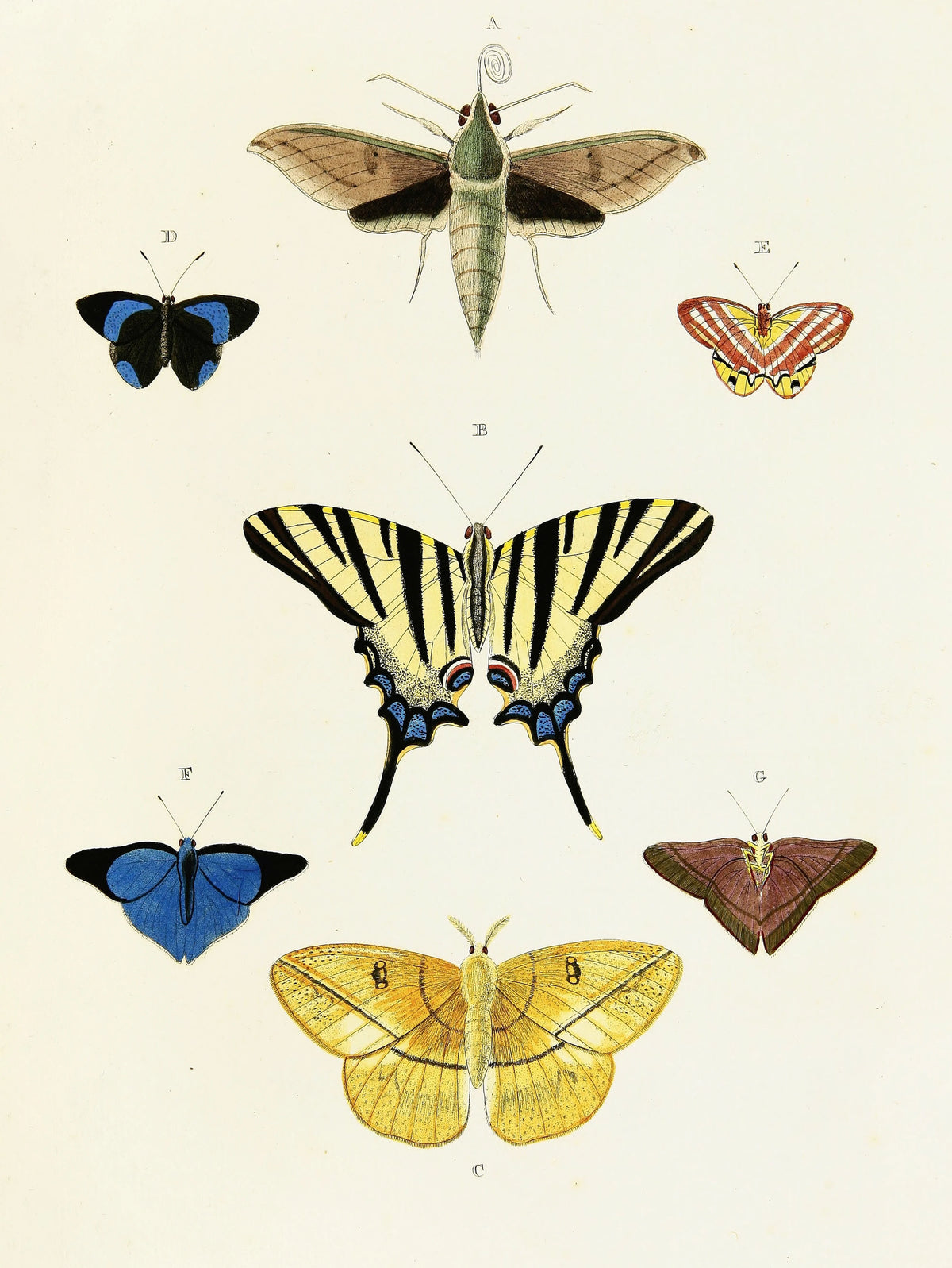 Pieter Cramer - Foreign butterflies occurring in the three continents Asia, Africa and America Pl.399 (1779-1782)