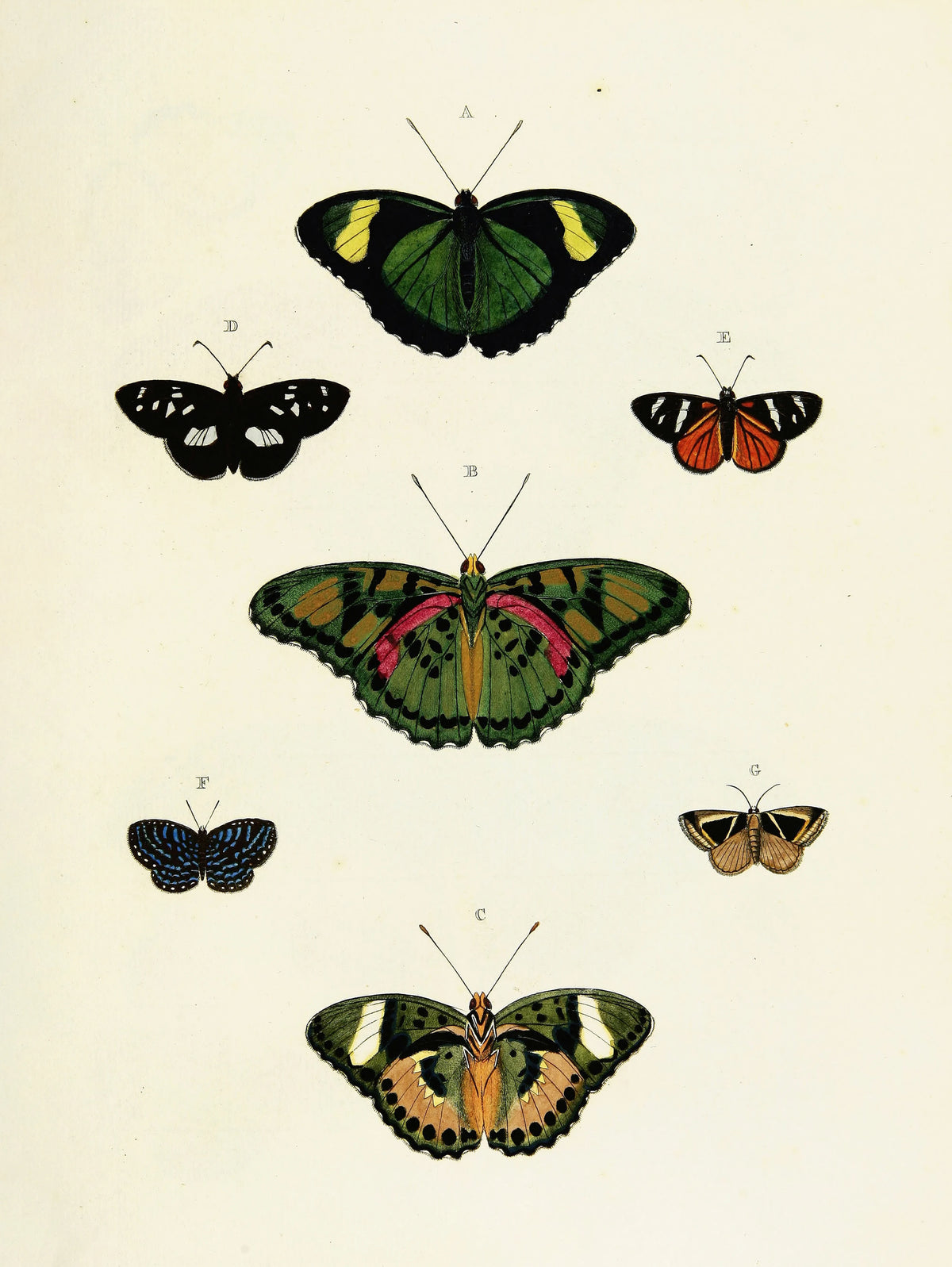 Pieter Cramer - Foreign butterflies occurring in the three continents Asia, Africa and America Pl.403 (1779-1782)