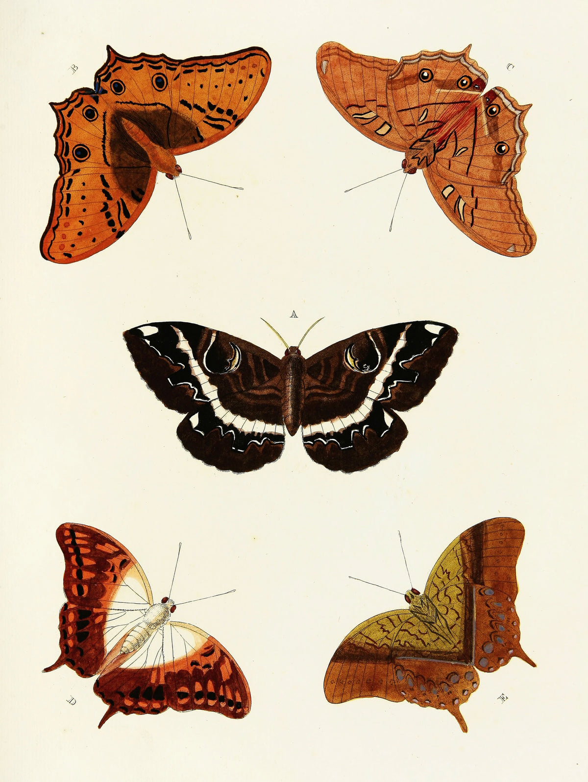 Pieter Cramer - Foreign butterflies occurring in the three continents Asia, Africa and America Pl.407 (1779-1782)
