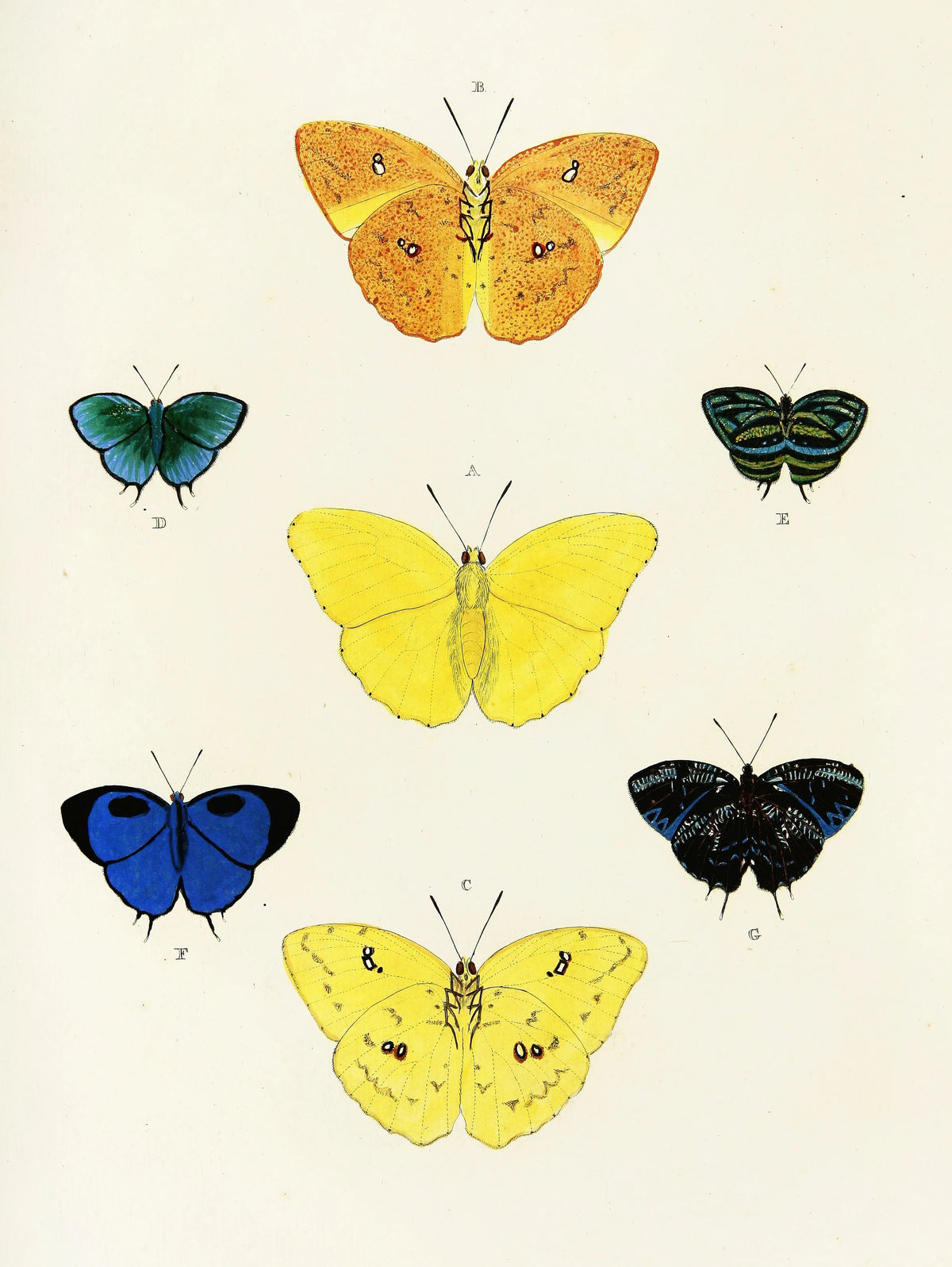 Pieter Cramer - Foreign butterflies occurring in the three continents Asia, Africa and America Pl.410 (1779-1782)