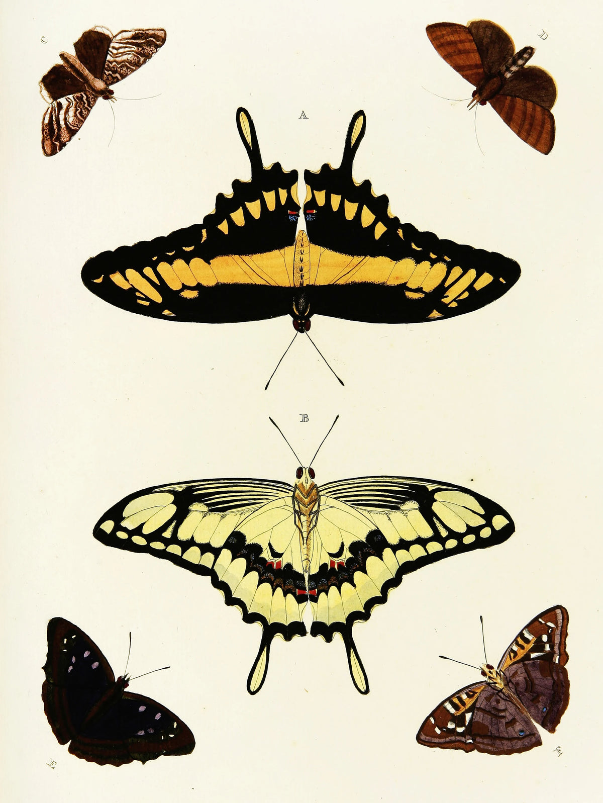 Pieter Cramer - Foreign butterflies occurring in the three continents Asia, Africa and America Pl.414 (1779-1782)