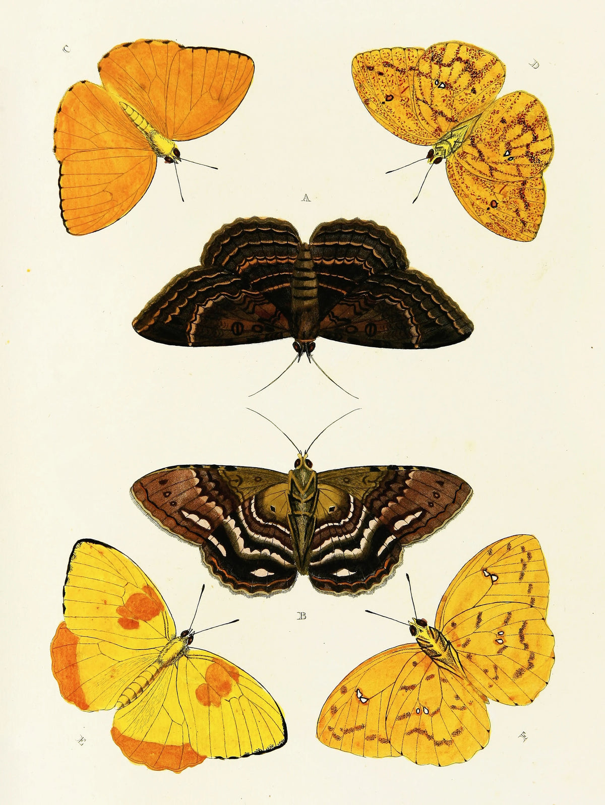 Pieter Cramer - Foreign butterflies occurring in the three continents Asia, Africa and America Pl.420 (1779-1782)
