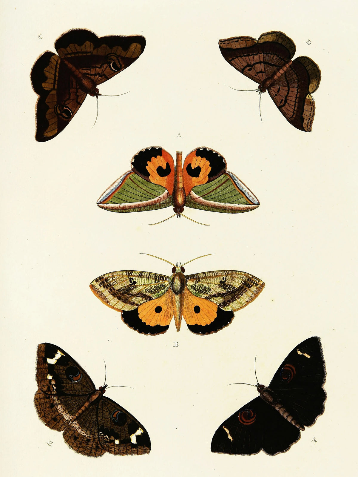 Pieter Cramer - Foreign butterflies occurring in the three continents Asia, Africa and America Pl.421 (1779-1782)