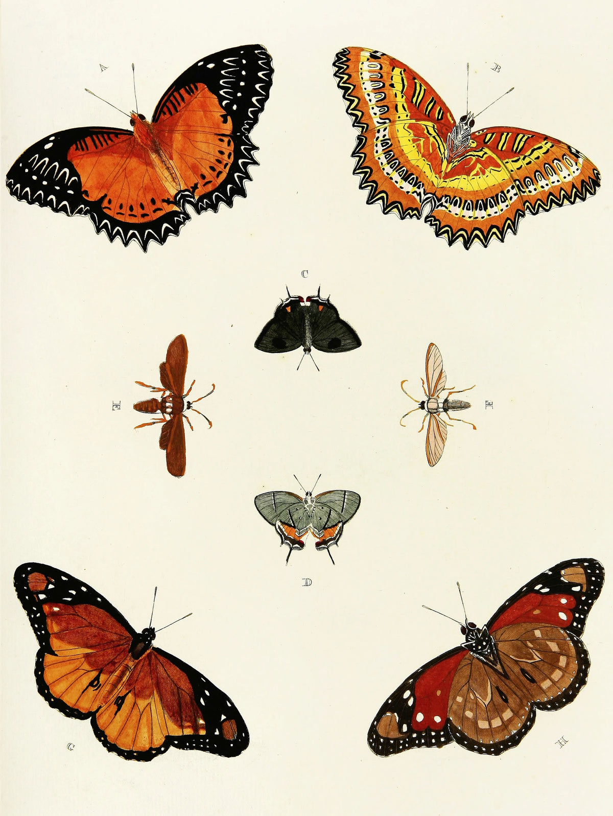 Pieter Cramer - Foreign butterflies occurring in the three continents Asia, Africa and America Pl.422 (1779-1782)