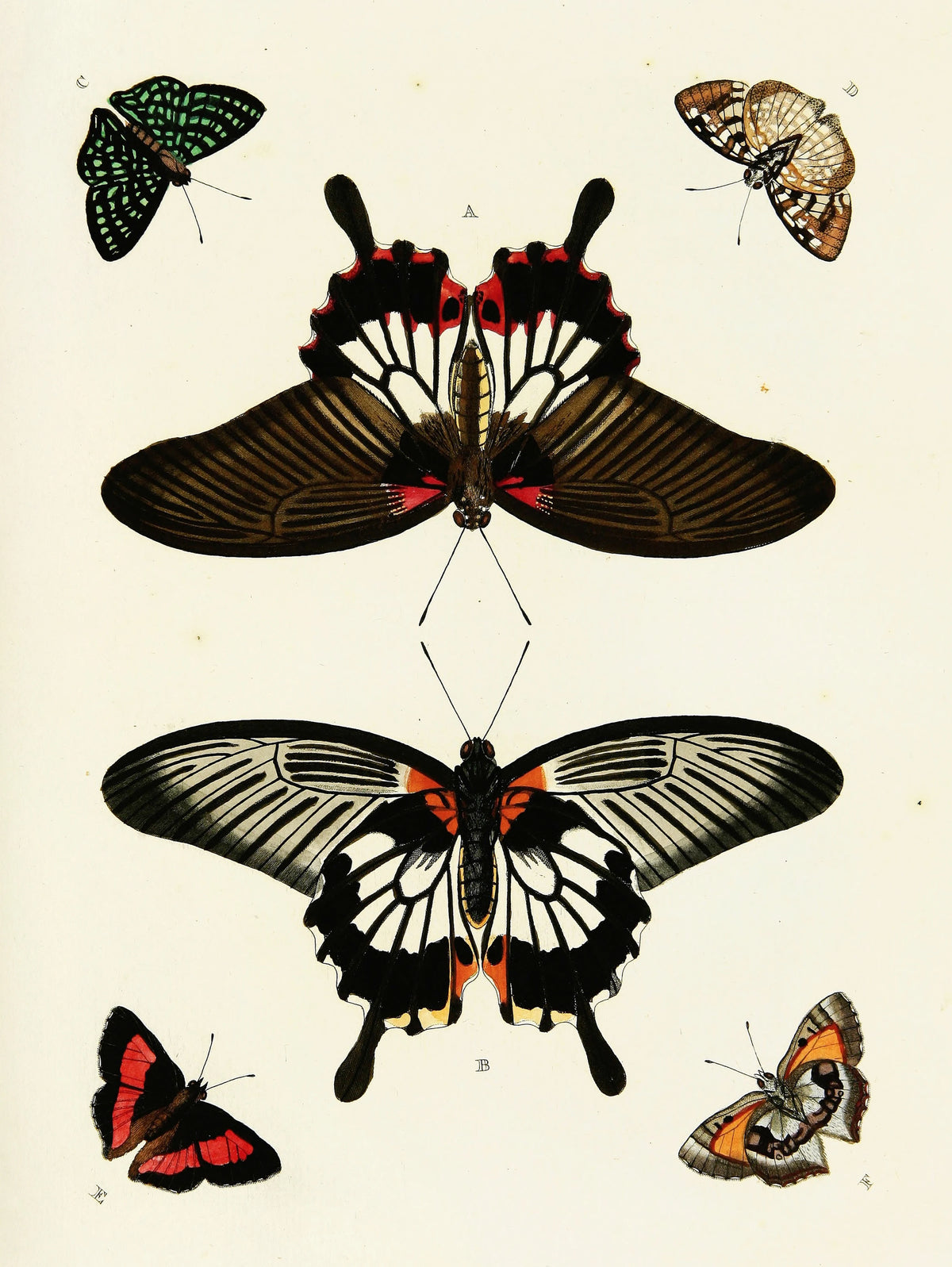 Pieter Cramer - Foreign butterflies occurring in the three continents Asia, Africa and America Pl.429 (1779-1782)