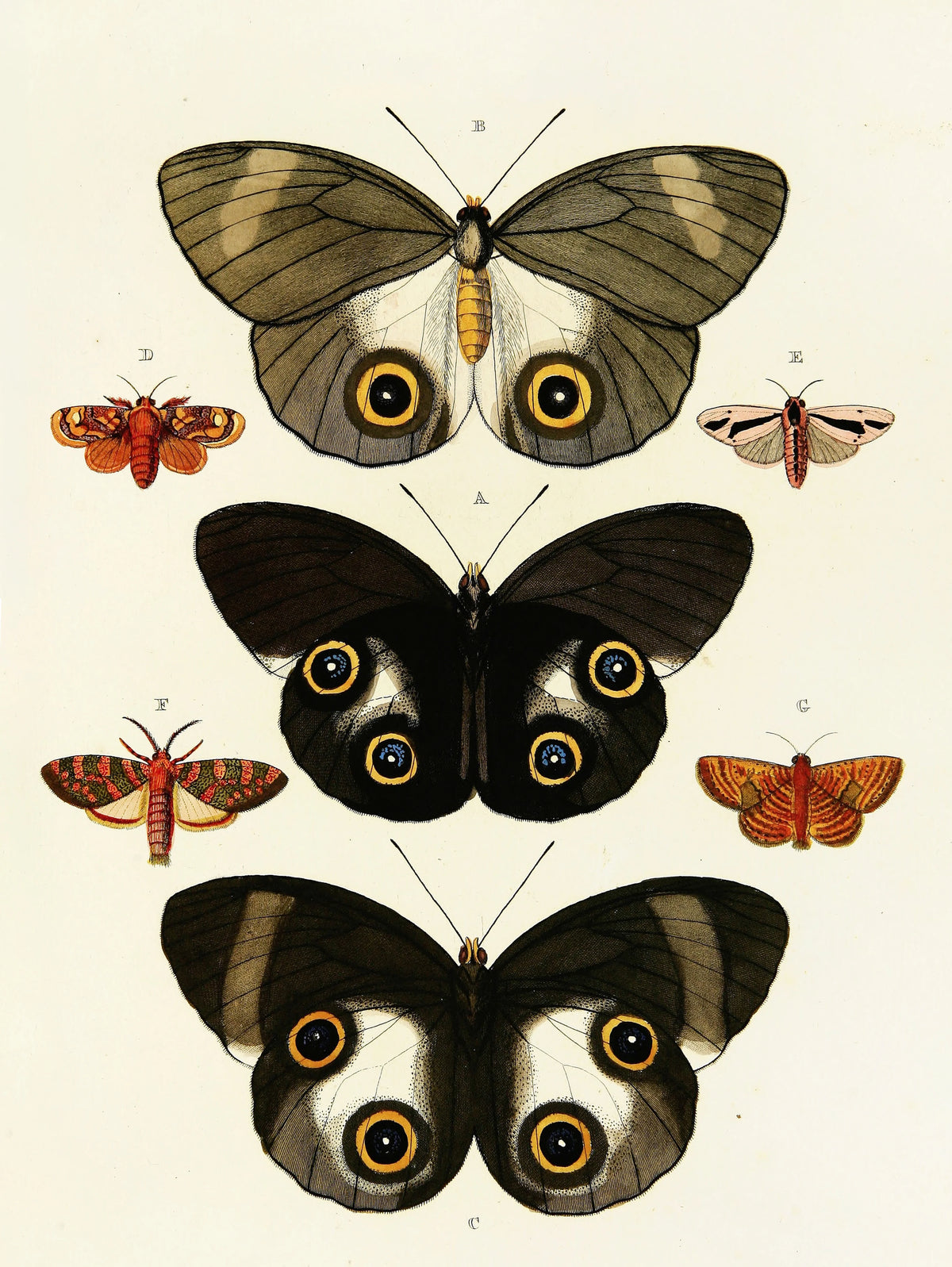 Pieter Cramer - Foreign butterflies occurring in the three continents Asia, Africa and America Pl.432 (1779-1782)