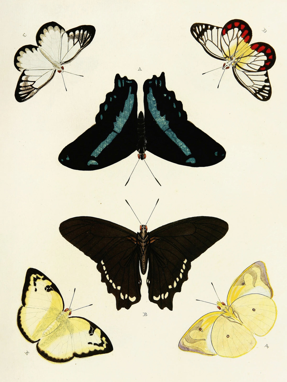 Pieter Cramer - Foreign butterflies occurring in the three continents Asia, Africa and America Pl.434 (1779-1782)