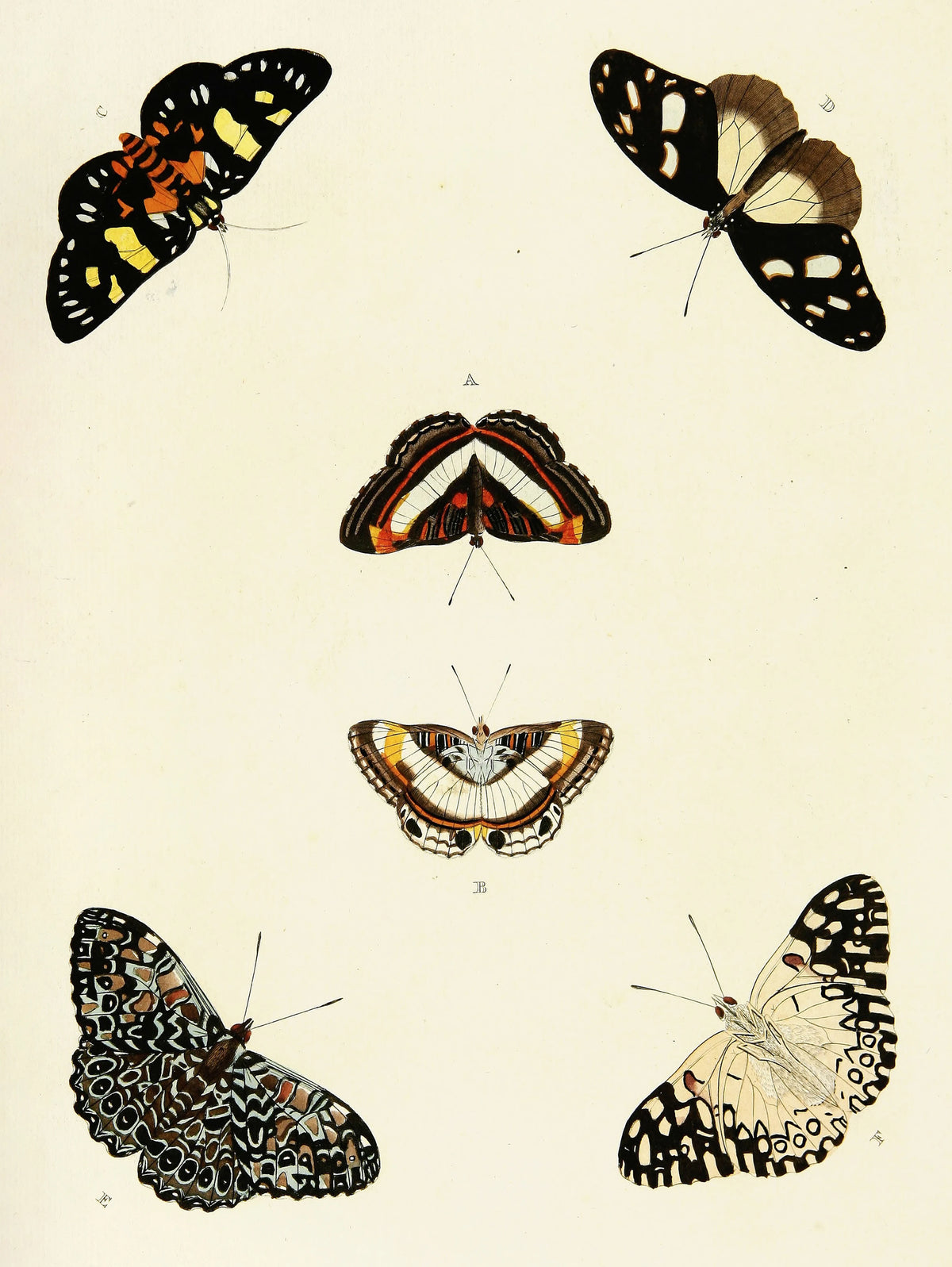 Pieter Cramer - Foreign butterflies occurring in the three continents Asia, Africa and America Pl.439 (1779-1782)