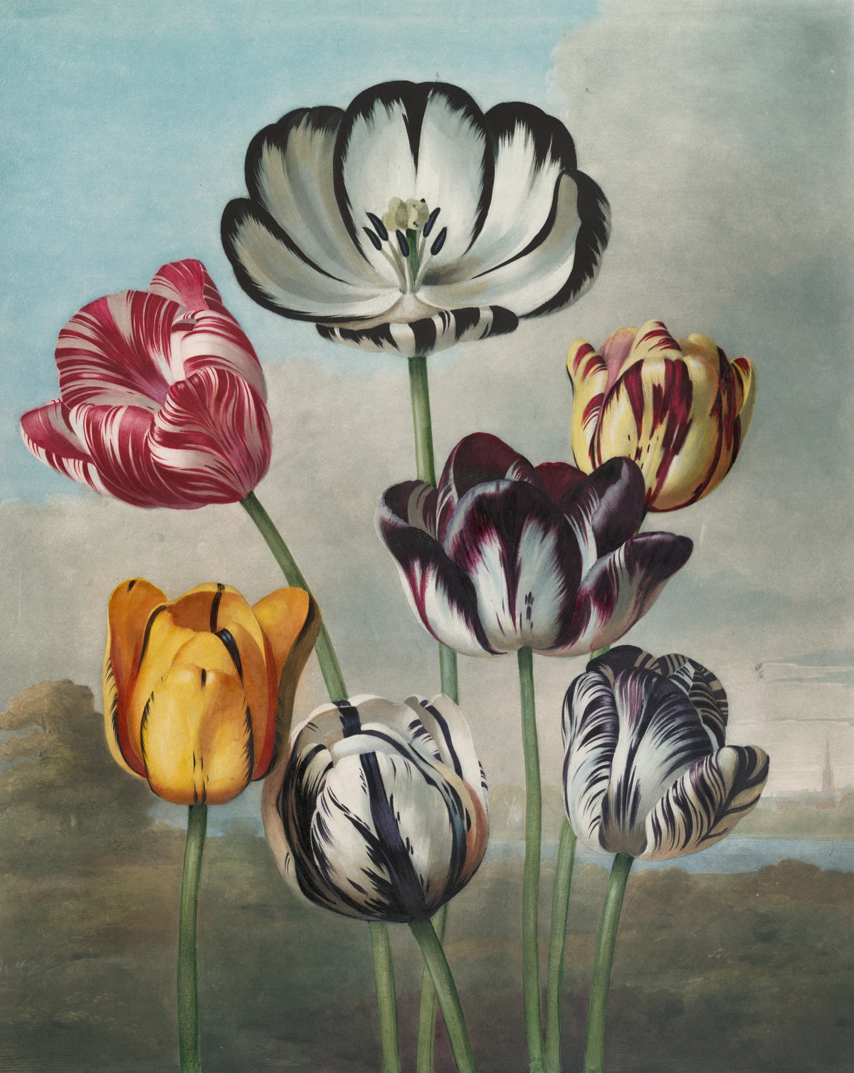 Robert John Thornton - A group of tulips (1807)