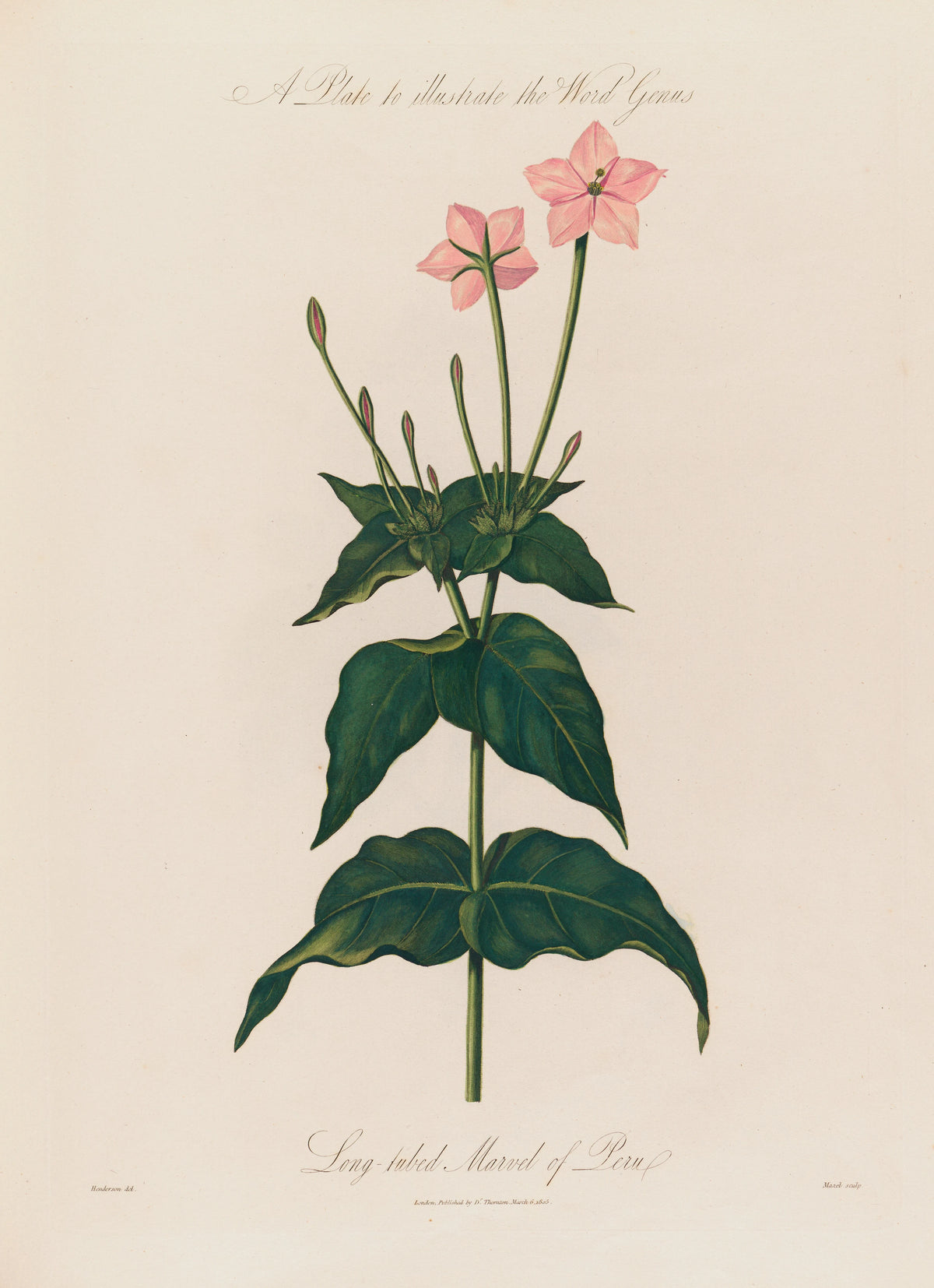 Robert John Thornton - A Plate to illustrate the Word Genus. Long-tubed Marvel of Peru (1799-1810)