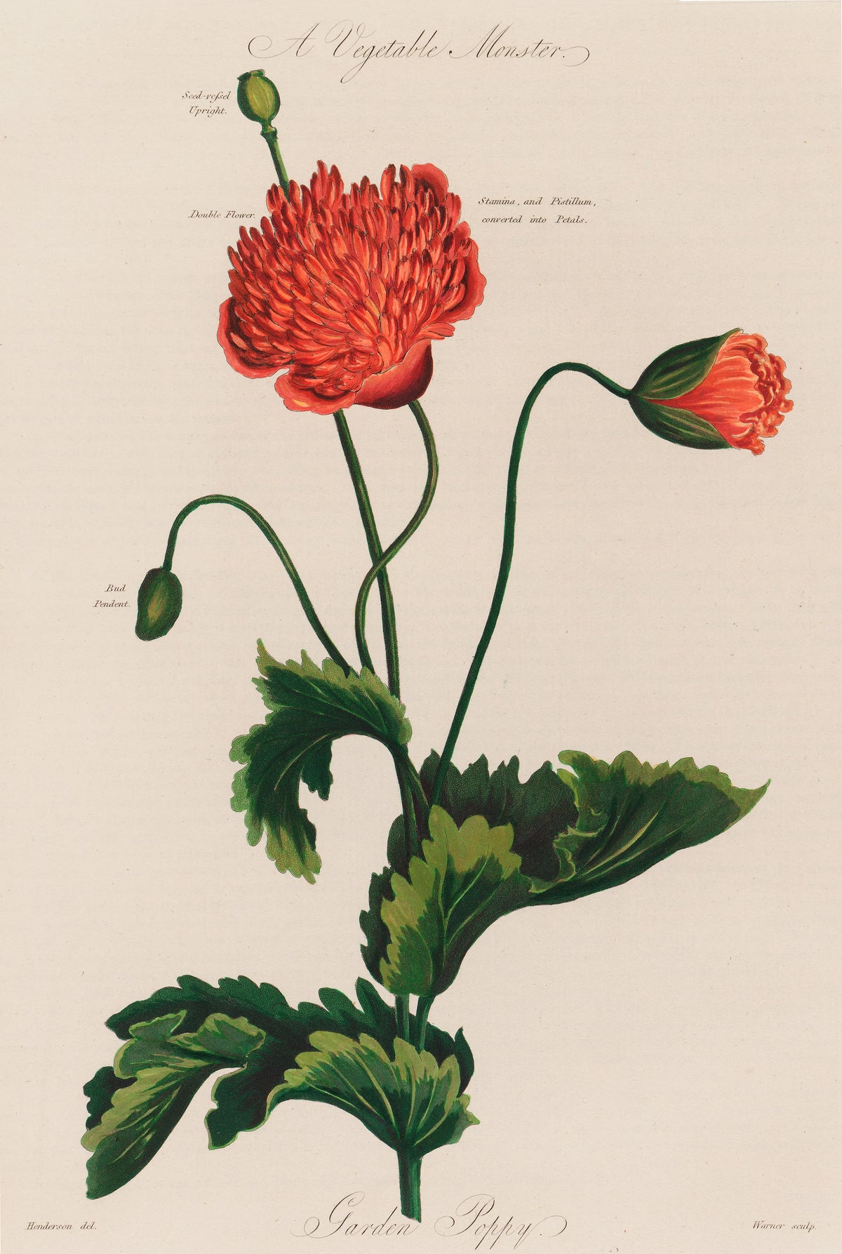 Robert John Thornton - A Vegetable Monster. Garden Poppy (1799-1810)
