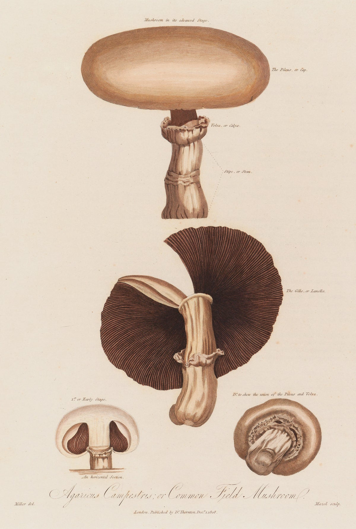 Robert John Thornton - Agaricus Campestris ; or Common Field Mushroom (1799-1810)