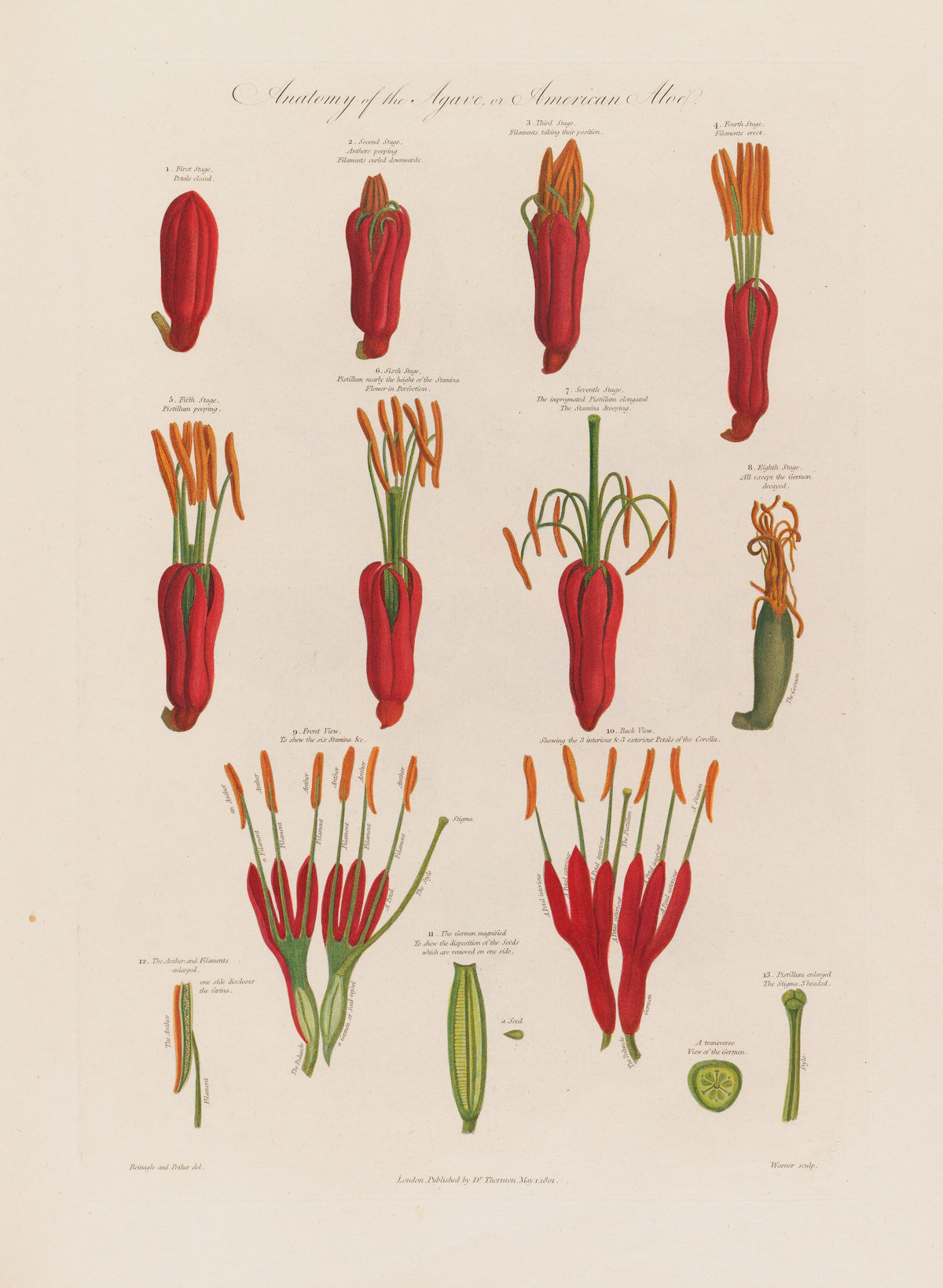 Robert John Thornton - Anatomy of the Agave, or the American Aloe (1799-1810)