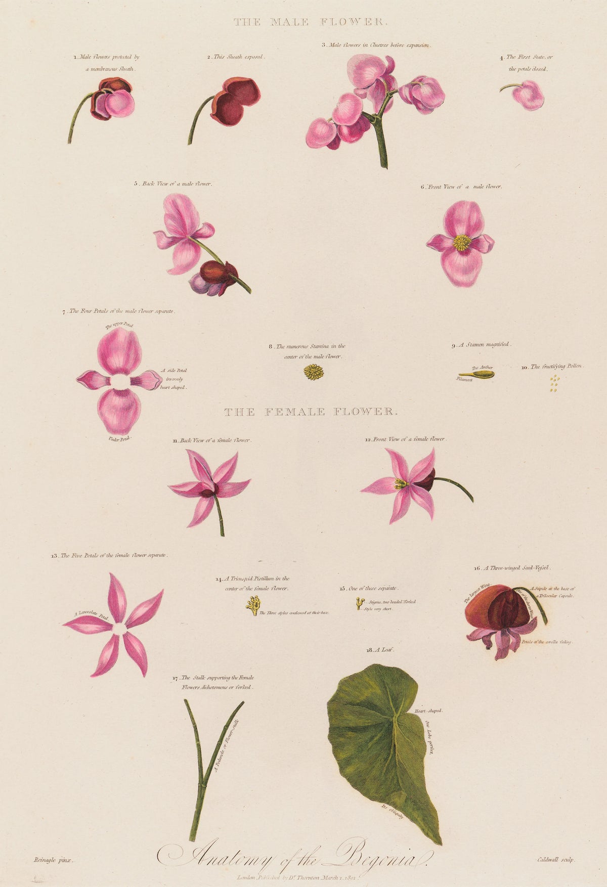 Robert John Thornton - Anatomy of the Begonia (1799-1810)