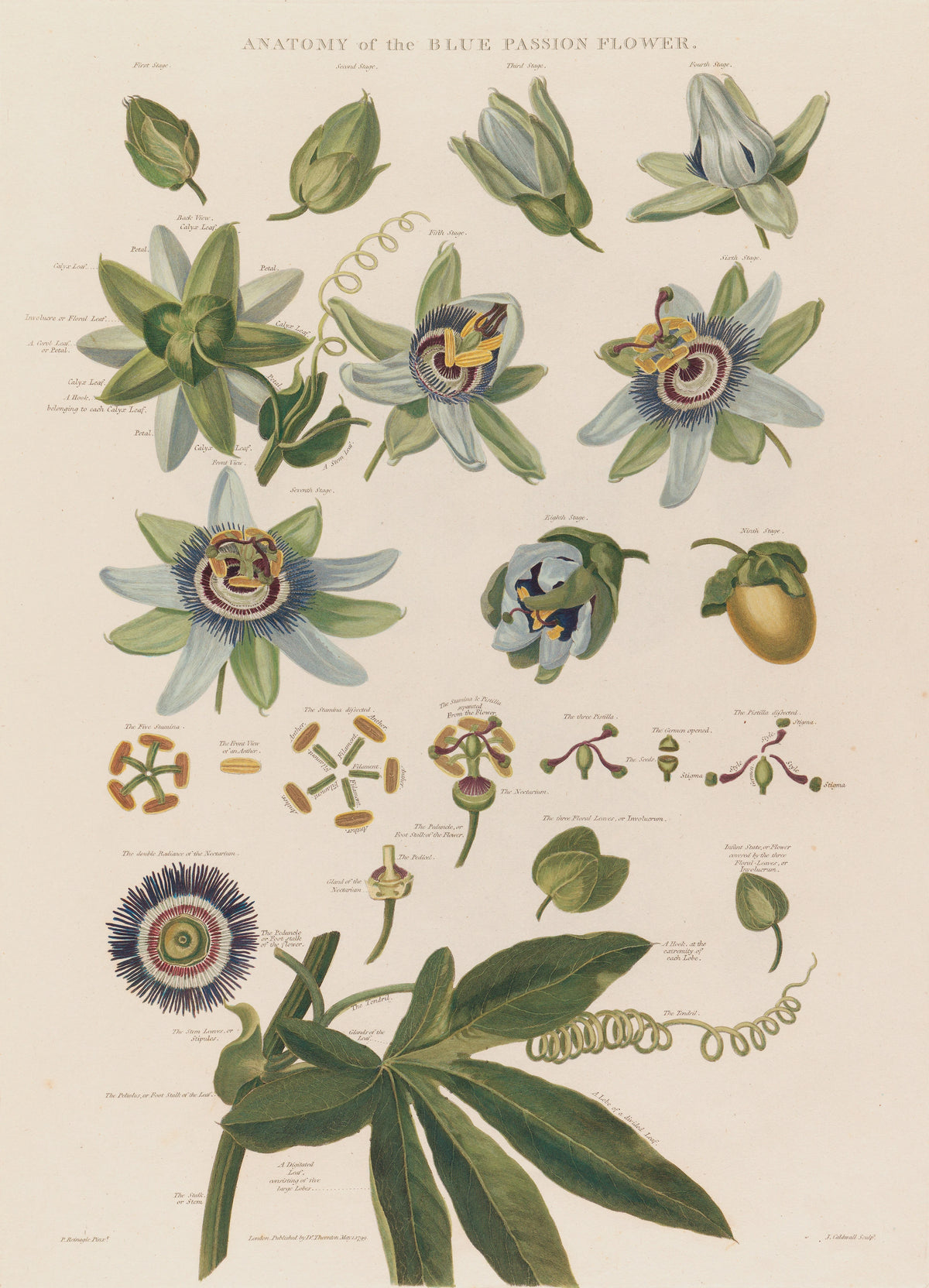Robert John Thornton - Anatomy of the blue passion flower (1799-1810)