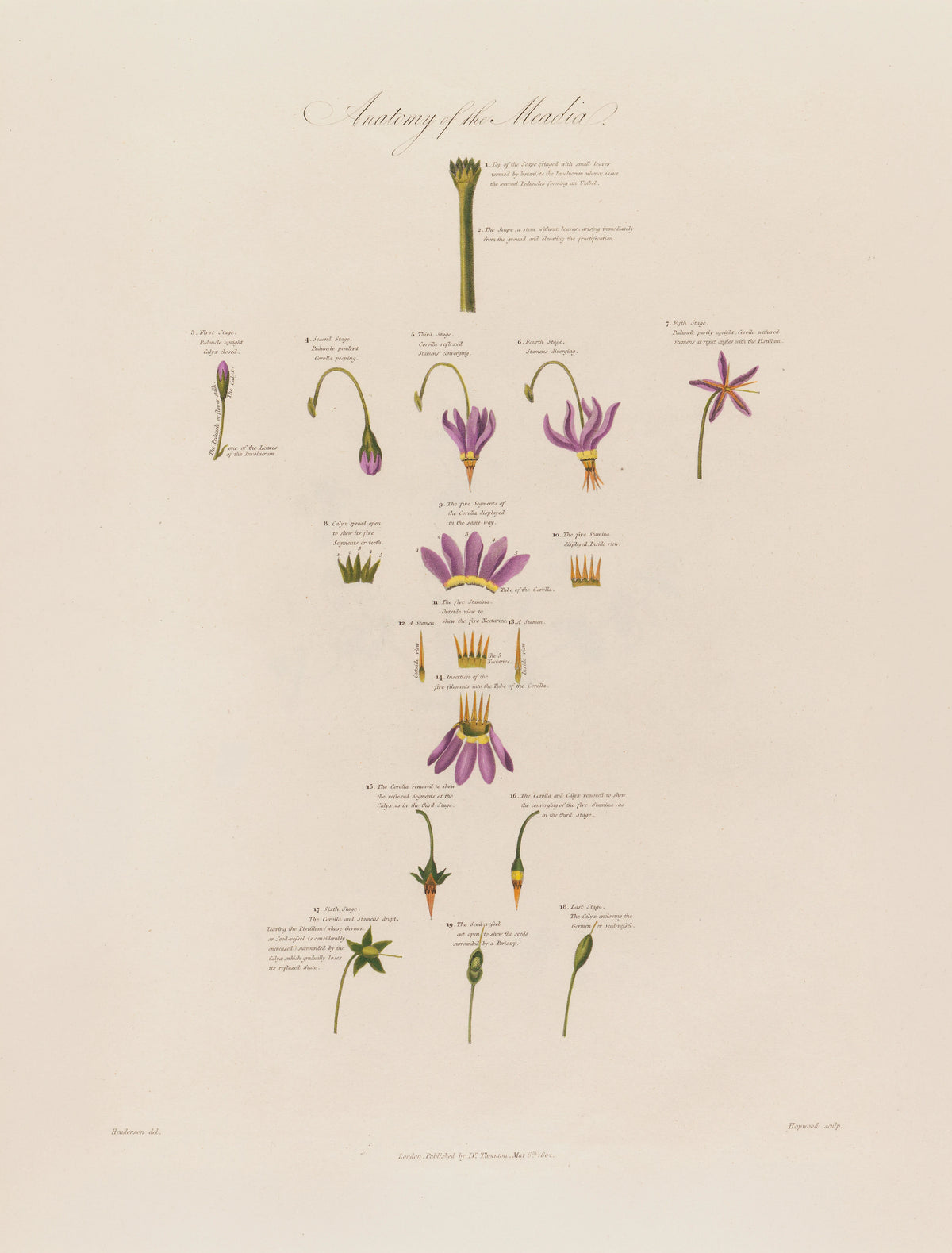 Robert John Thornton - Anatomy of the Meadia (1799-1810)
