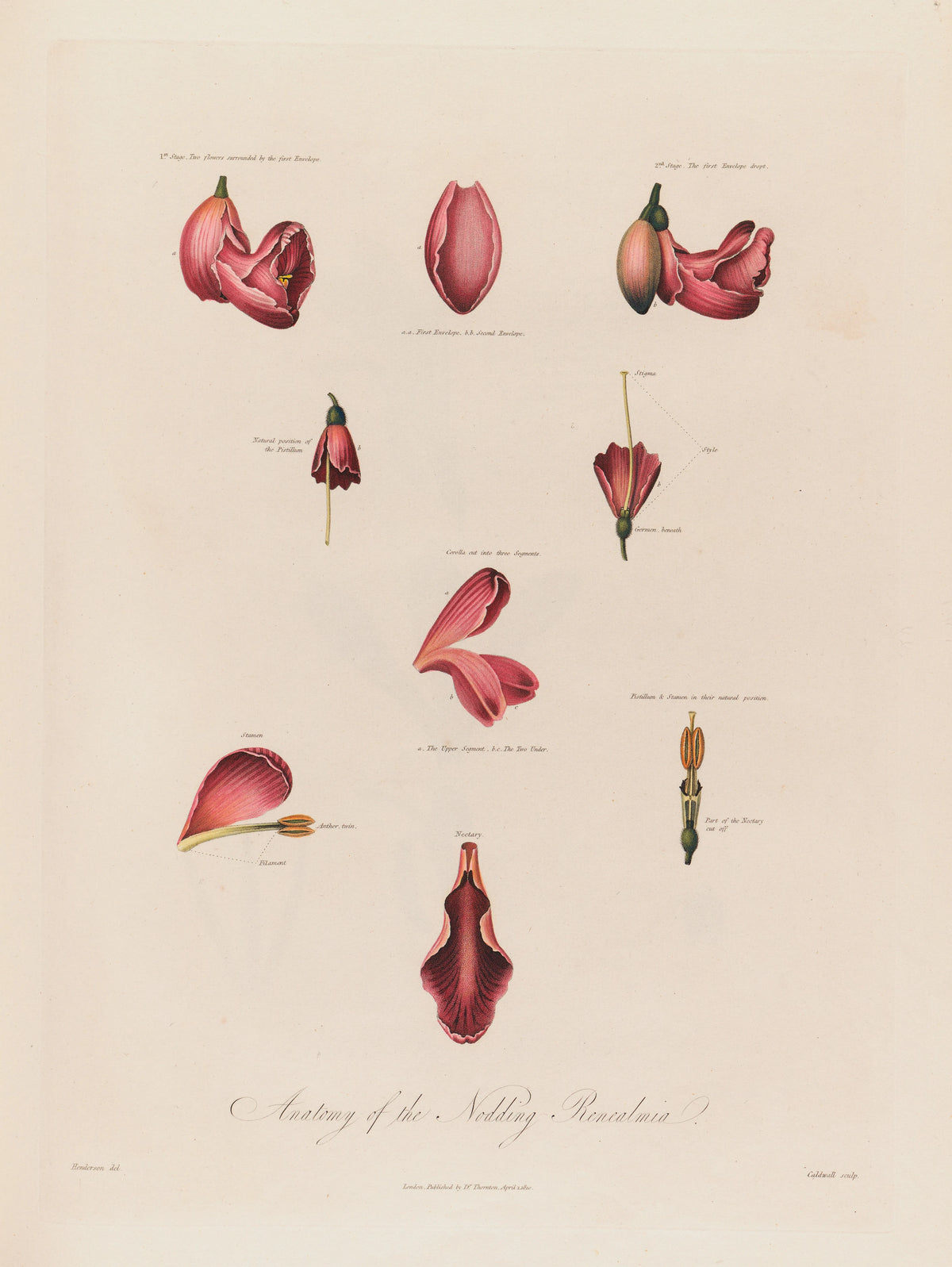 Robert John Thornton - Anatomy of the Nodding Renealmia (1799-1810)