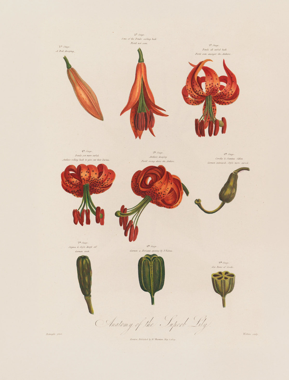 Robert John Thornton - Anatomy of the Superb Lily (1799-1810)