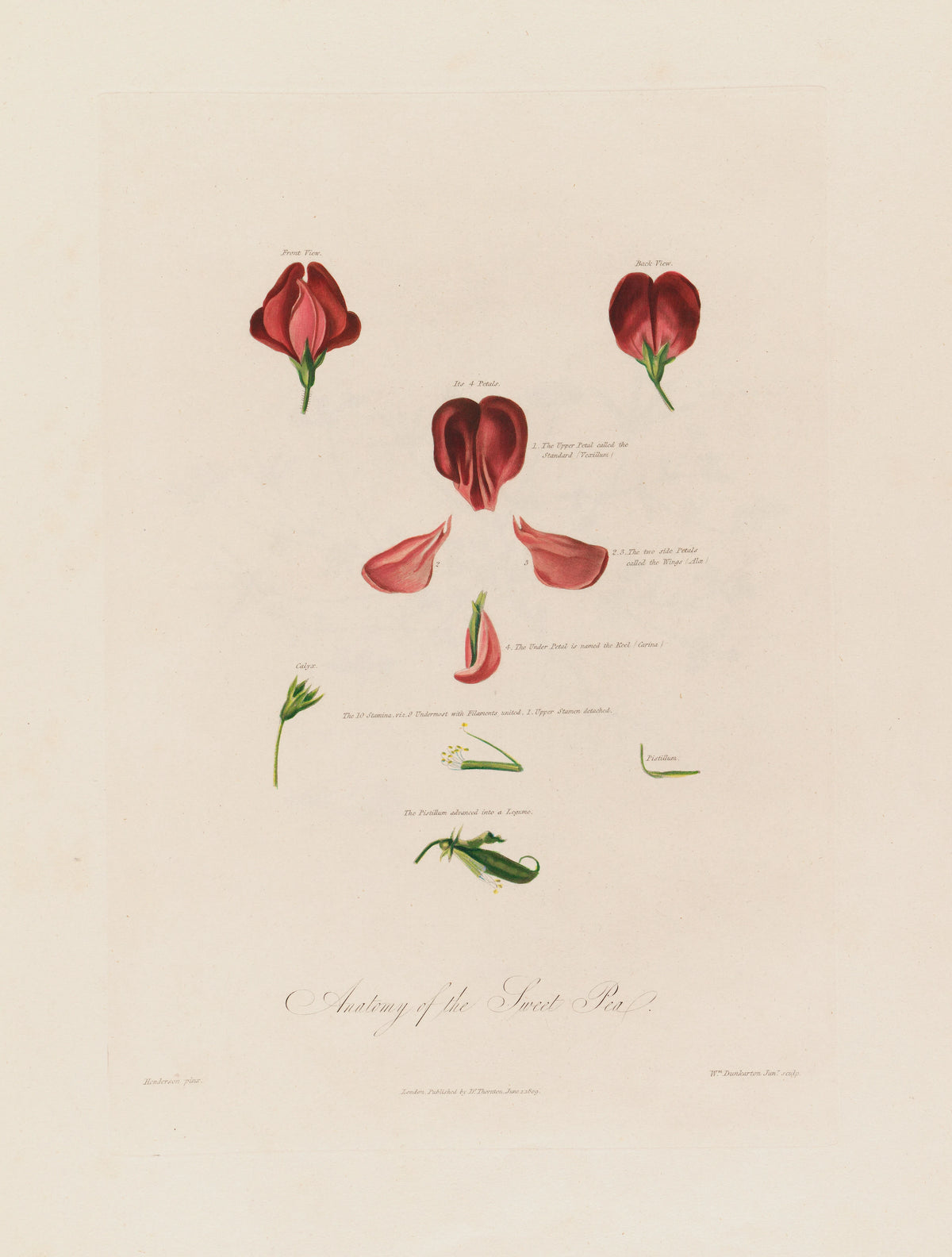Anatomy of the Sweet Pea (1799-1810)