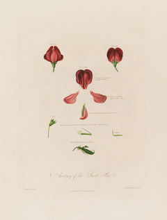 Anatomy of the Sweet Pea (1799-1810)
