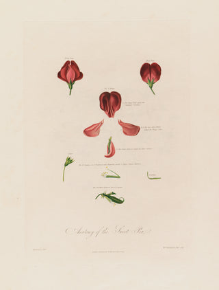 Robert John Thornton - Anatomy of the Sweet Pea (1799-1810)