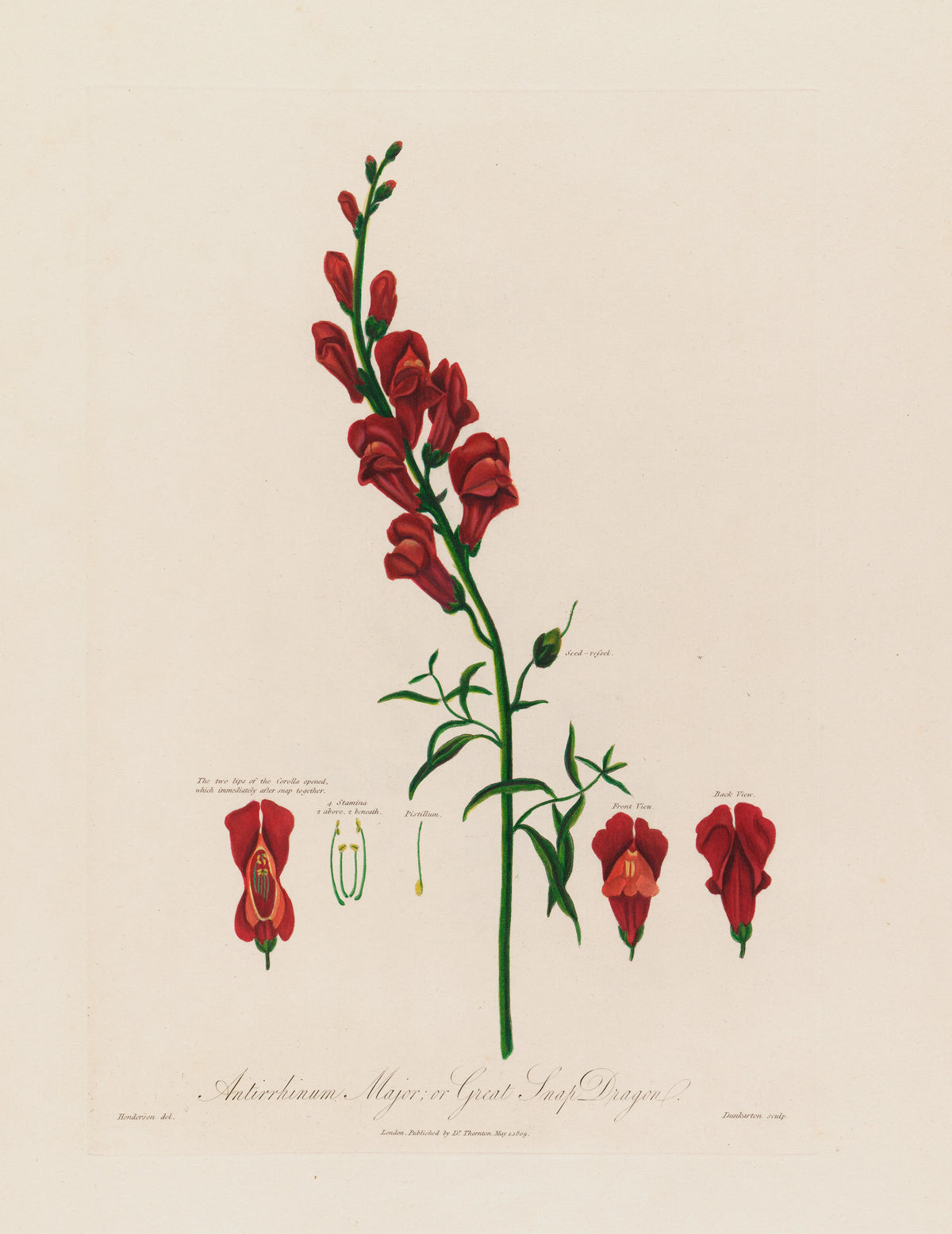 Robert John Thornton - Antirrhinum Major ; or Great Snap Dragon (1799-1810)